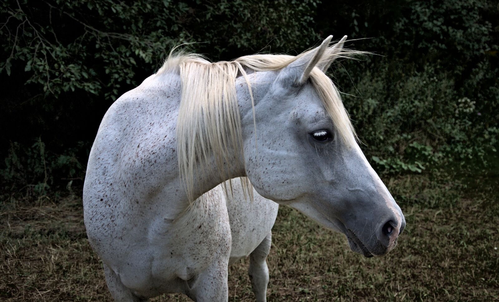 Nikon D90 sample photo. The horse, arab, the photography