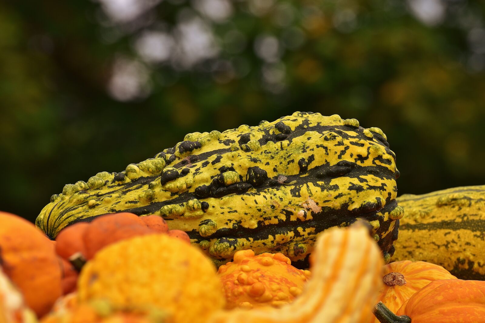 Nikon D7200 sample photo. Pumpkins, autumn, autumn decoration photography