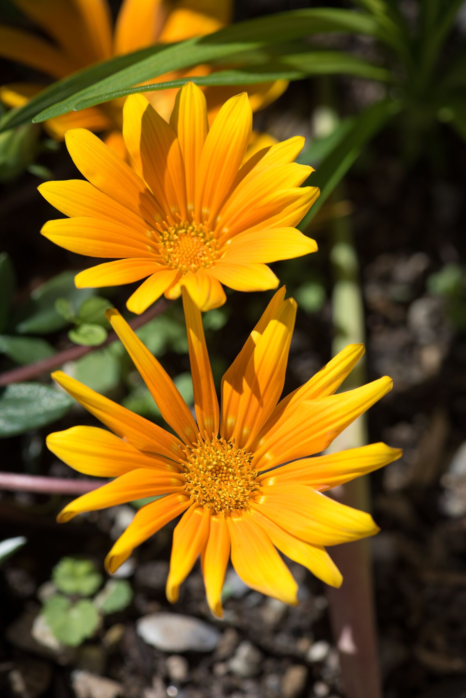 Nikon D750 sample photo. Flower, orange, orange flower photography