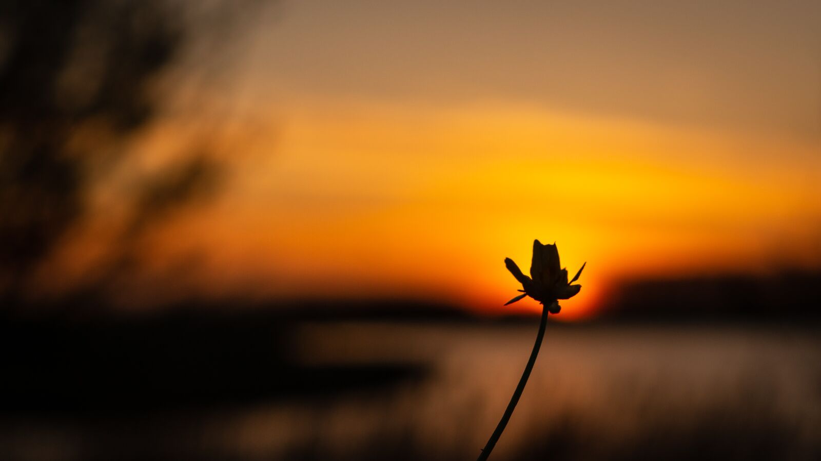 Sony SLT-A58 + Sony DT 50mm F1.8 SAM sample photo. Sunset, flower, evening sky photography