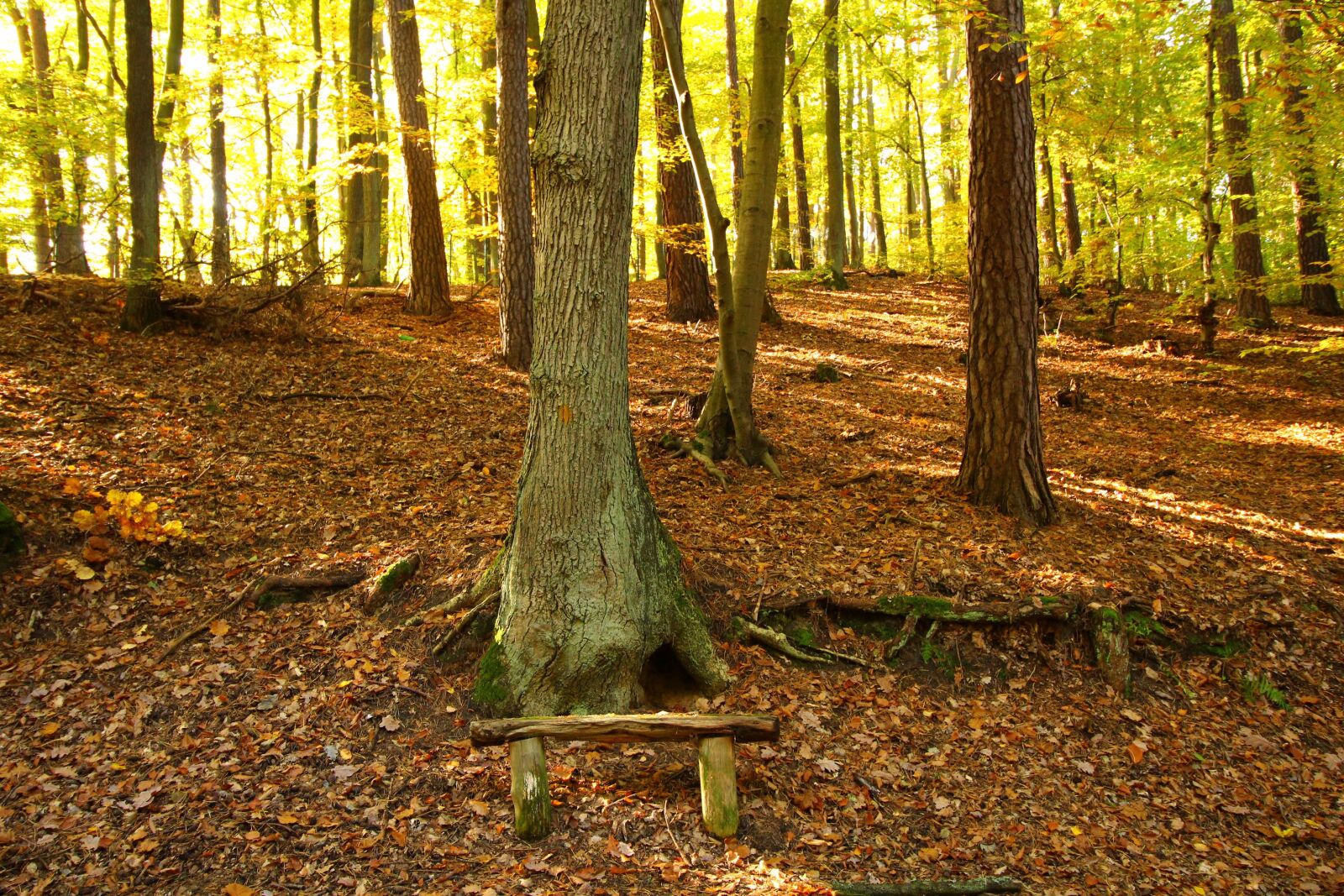Canon EOS 100D (EOS Rebel SL1 / EOS Kiss X7) sample photo. Woods, wood, poland photography
