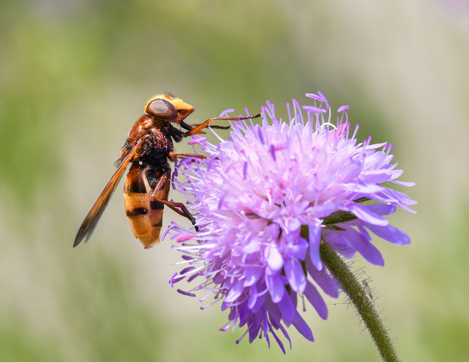 Nikon D500 sample photo. Hoverfly, forage, pollen photography