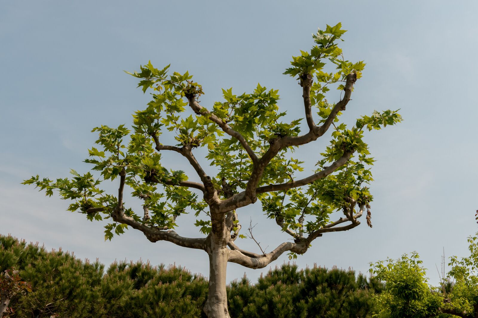 Nikon D700 sample photo. Isolated tree, green, tree photography
