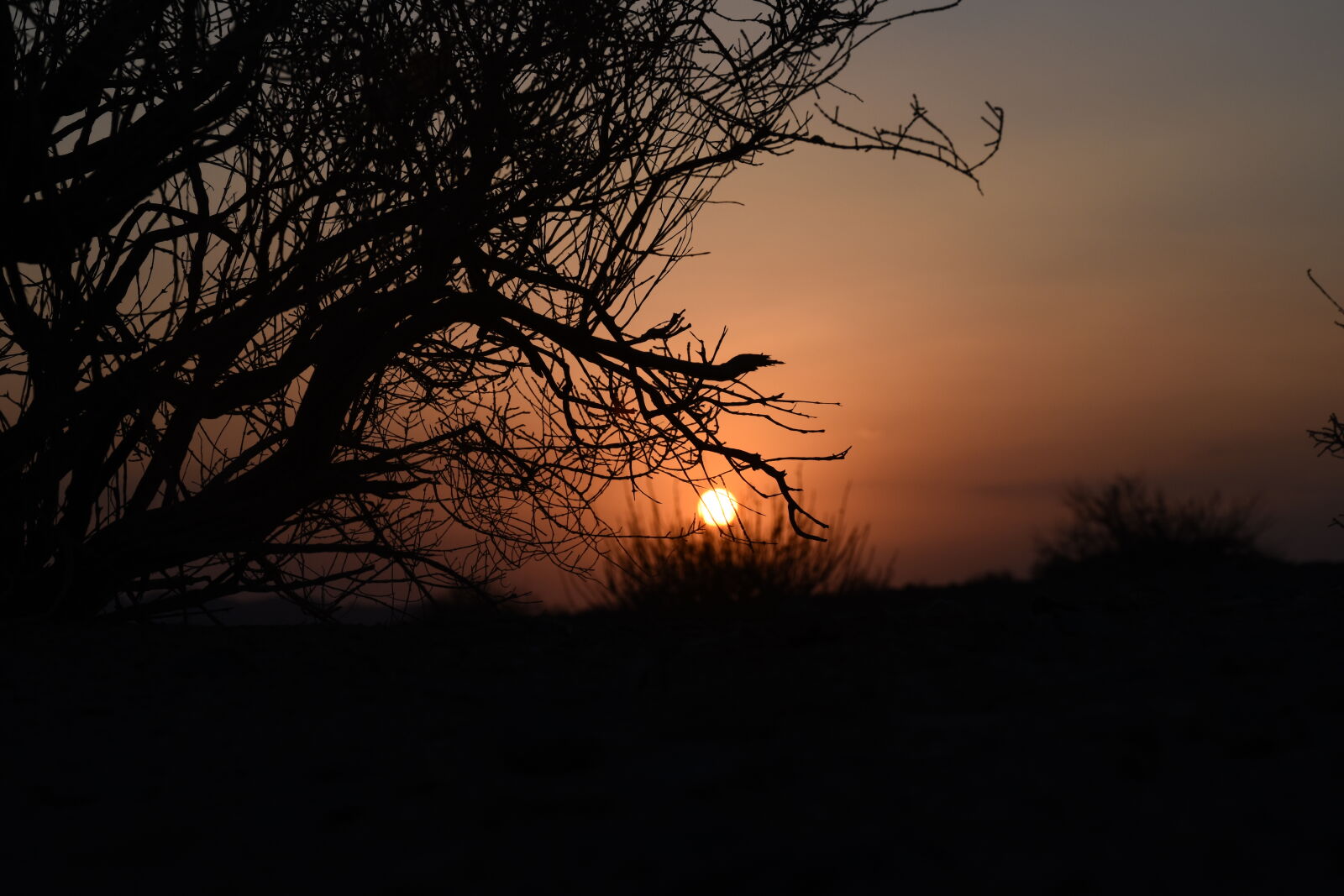 Nikon D5600 sample photo