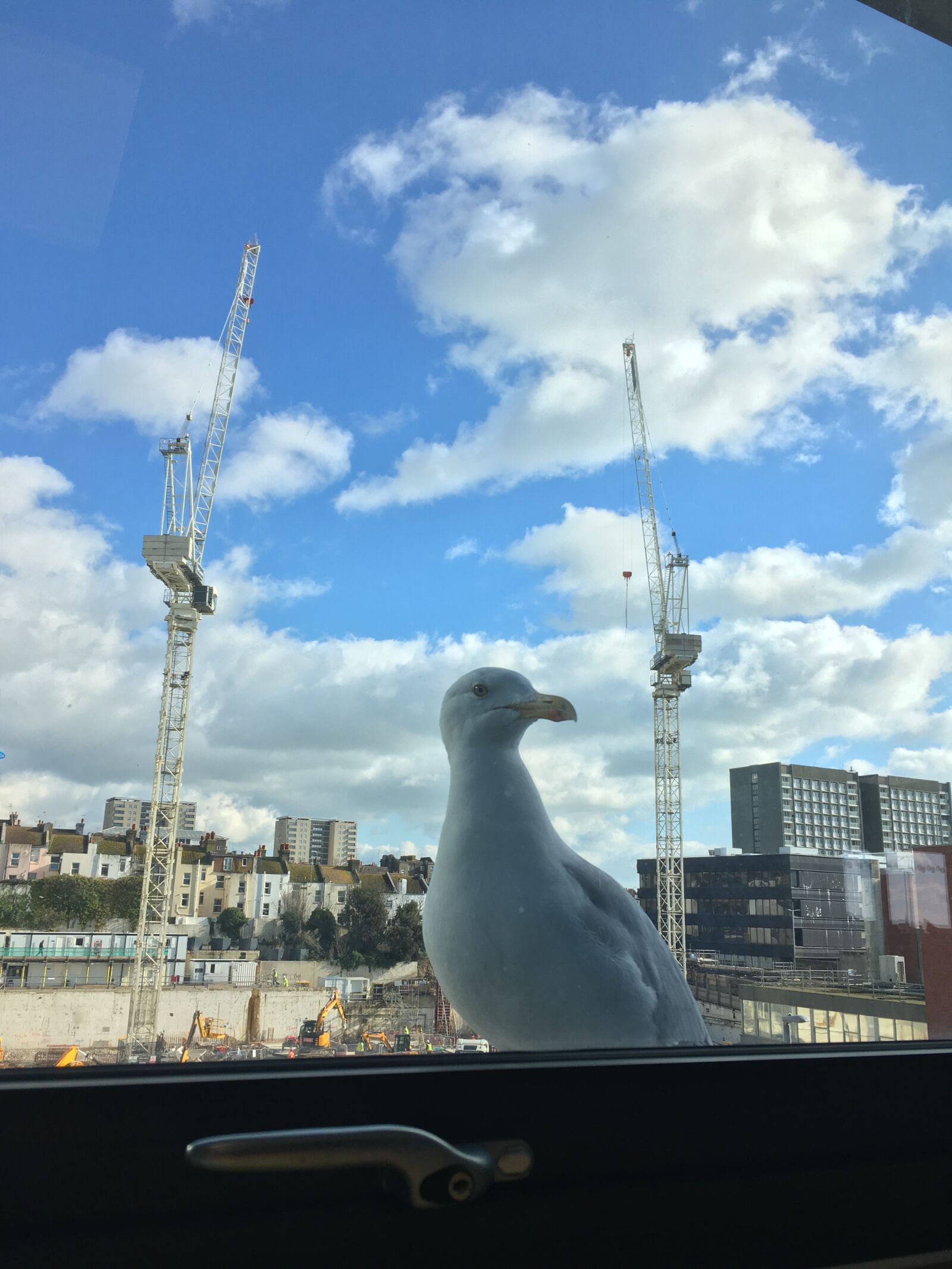 iPhone SE back camera 4.15mm f/2.2 sample photo. Seagull, building site, window photography