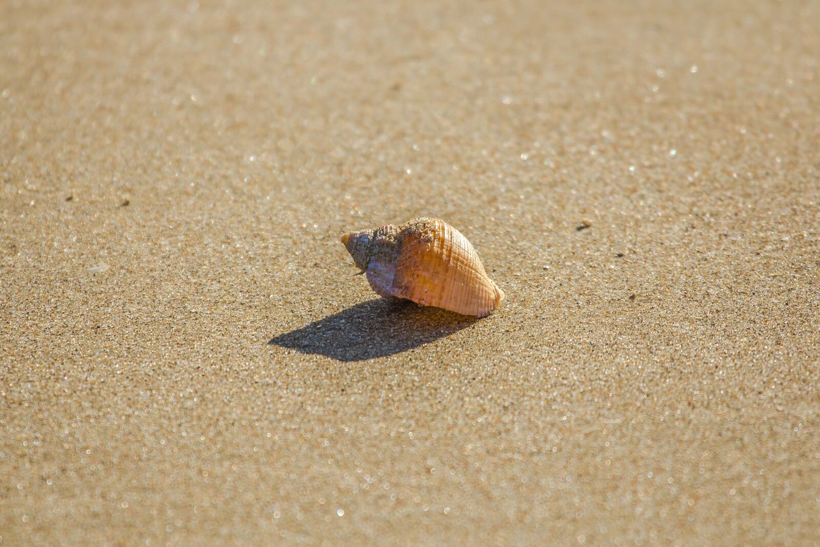 Canon EOS 60D + Canon EF 100-400mm F4.5-5.6L IS USM sample photo. Beach, shell, ocean photography