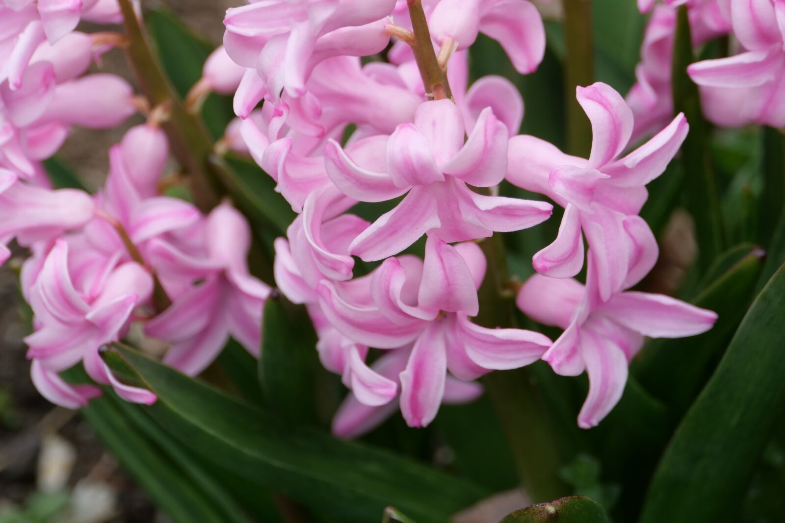 Panasonic Lumix DC-G9 sample photo. Hyacinth, pink, spring photography