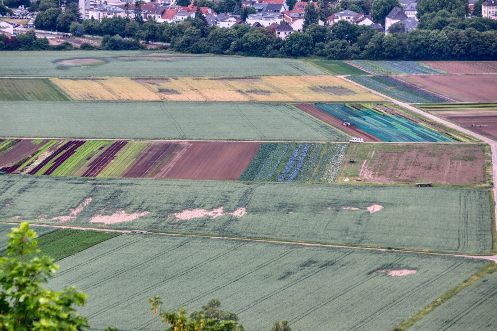 Canon EOS 80D sample photo. Field, salad, cultivation photography
