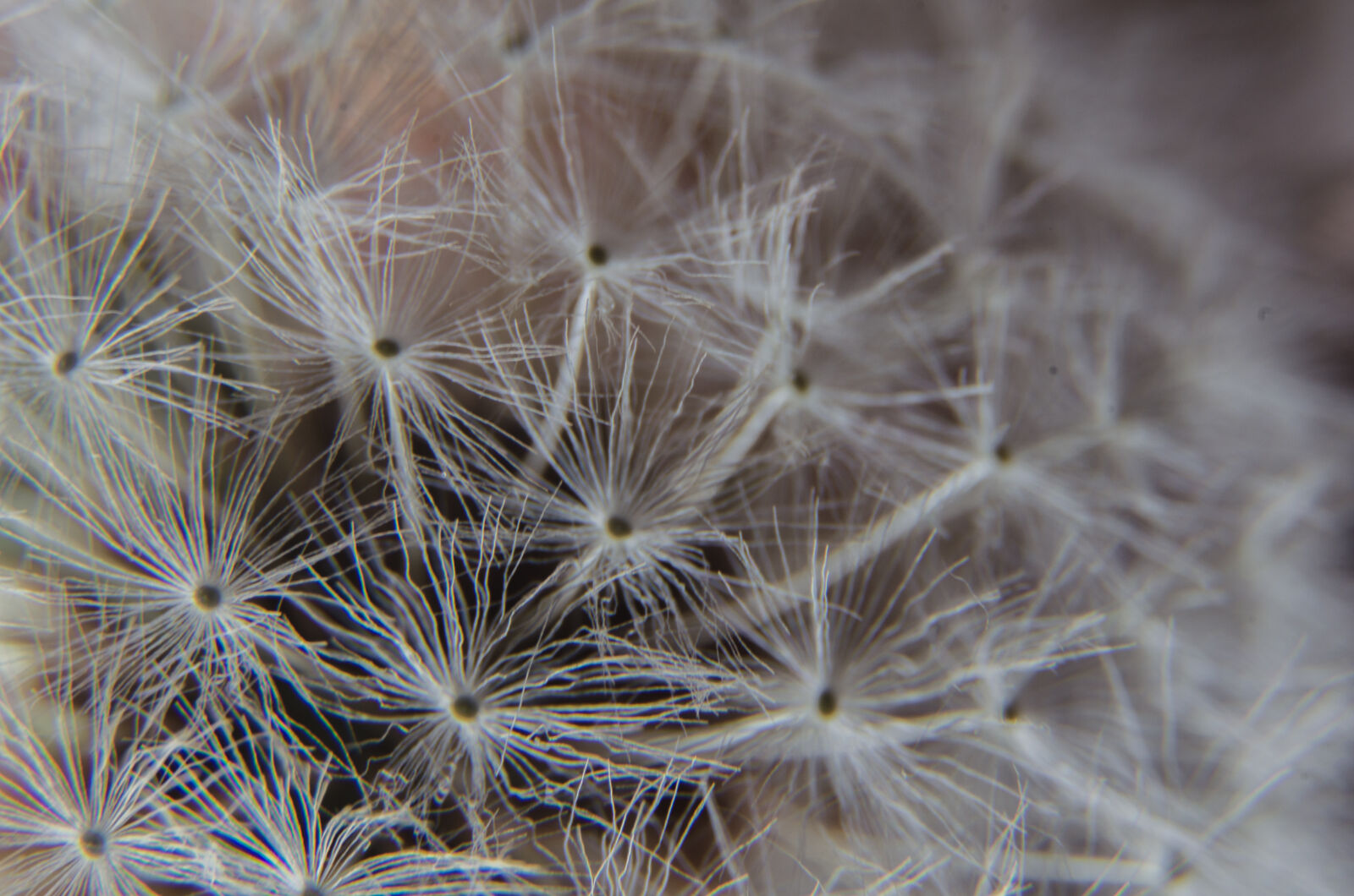Nikon D5100 sample photo