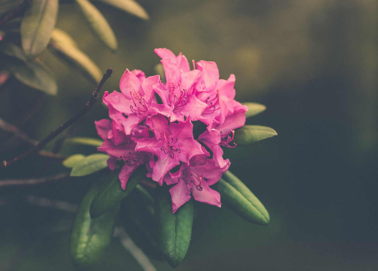 Nikon D7200 sample photo. Bloom, blossom, flora photography