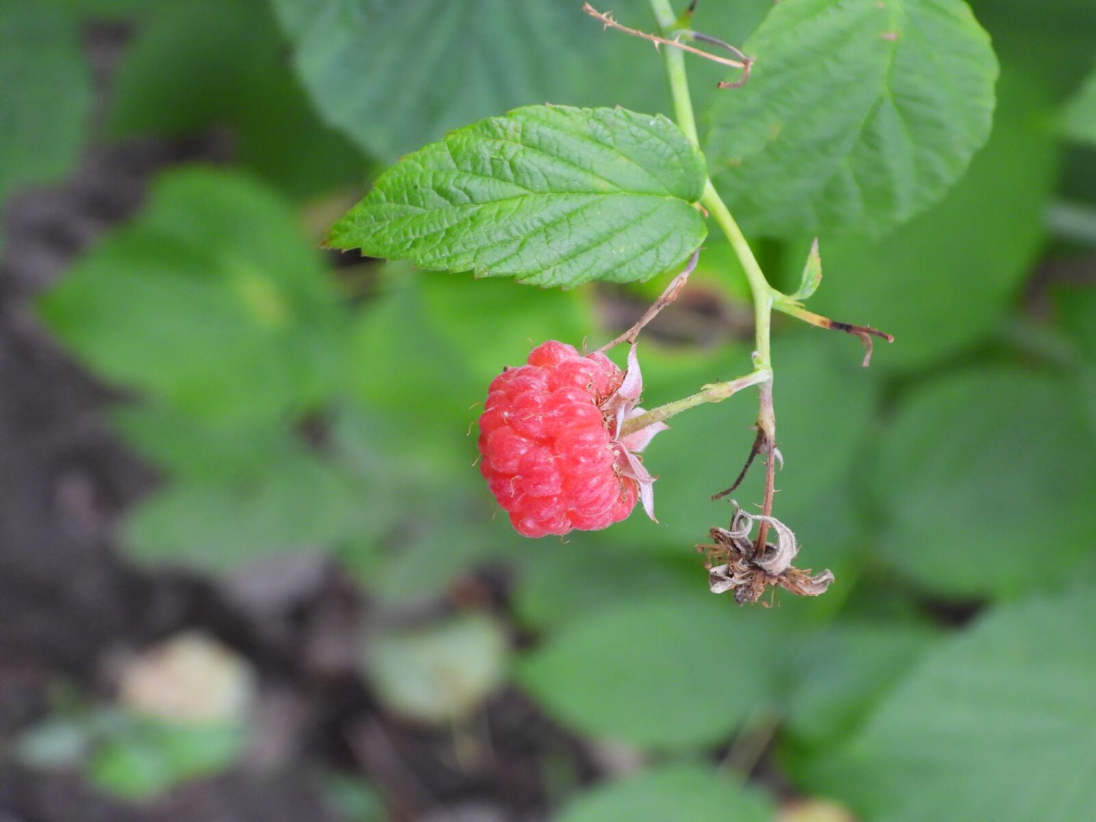Nikon Coolpix P1000 sample photo. Malina, bush, fruit photography