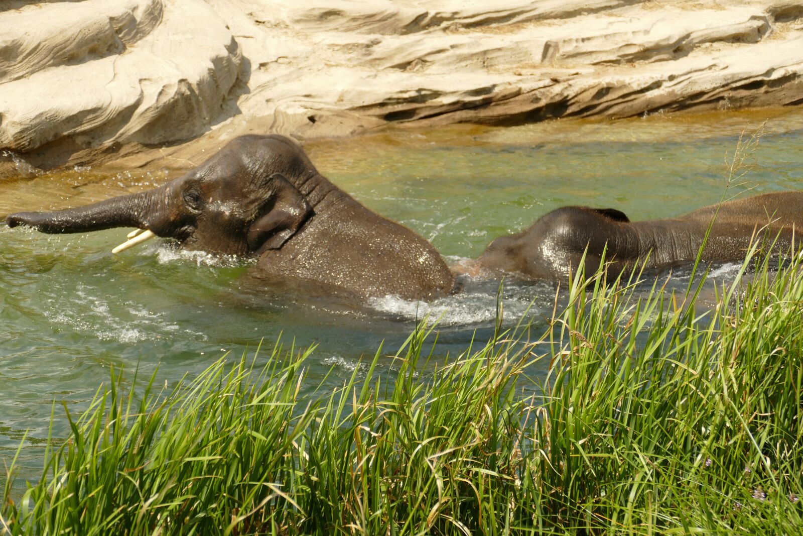 Panasonic Lumix DMC-FZ1000 sample photo. Elephant, mammal, fauna photography