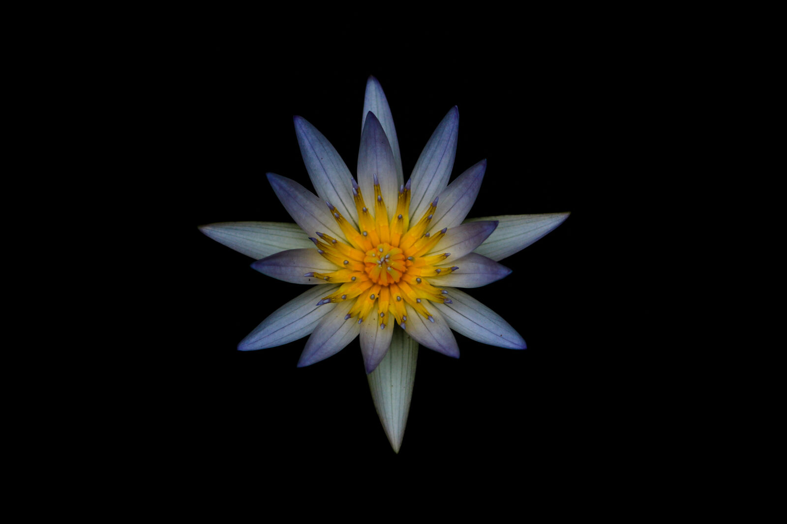 Canon EOS 750D (EOS Rebel T6i / EOS Kiss X8i) sample photo. Flower, blossom, water, lily photography