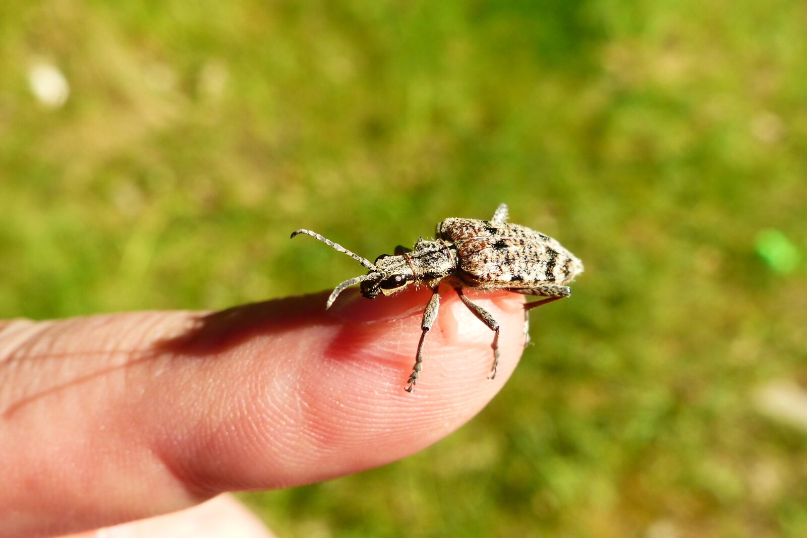 Panasonic Lumix DMC-FZ200 sample photo. Animals, invertebrates, insect photography