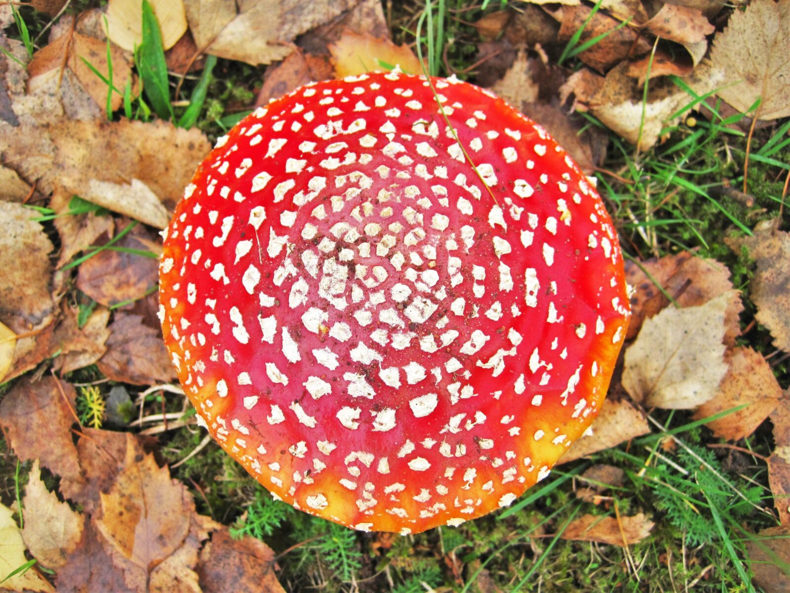 Canon PowerShot SD1200 IS (Digital IXUS 95 IS / IXY Digital 110 IS) sample photo. Fly agaric, become larger photography