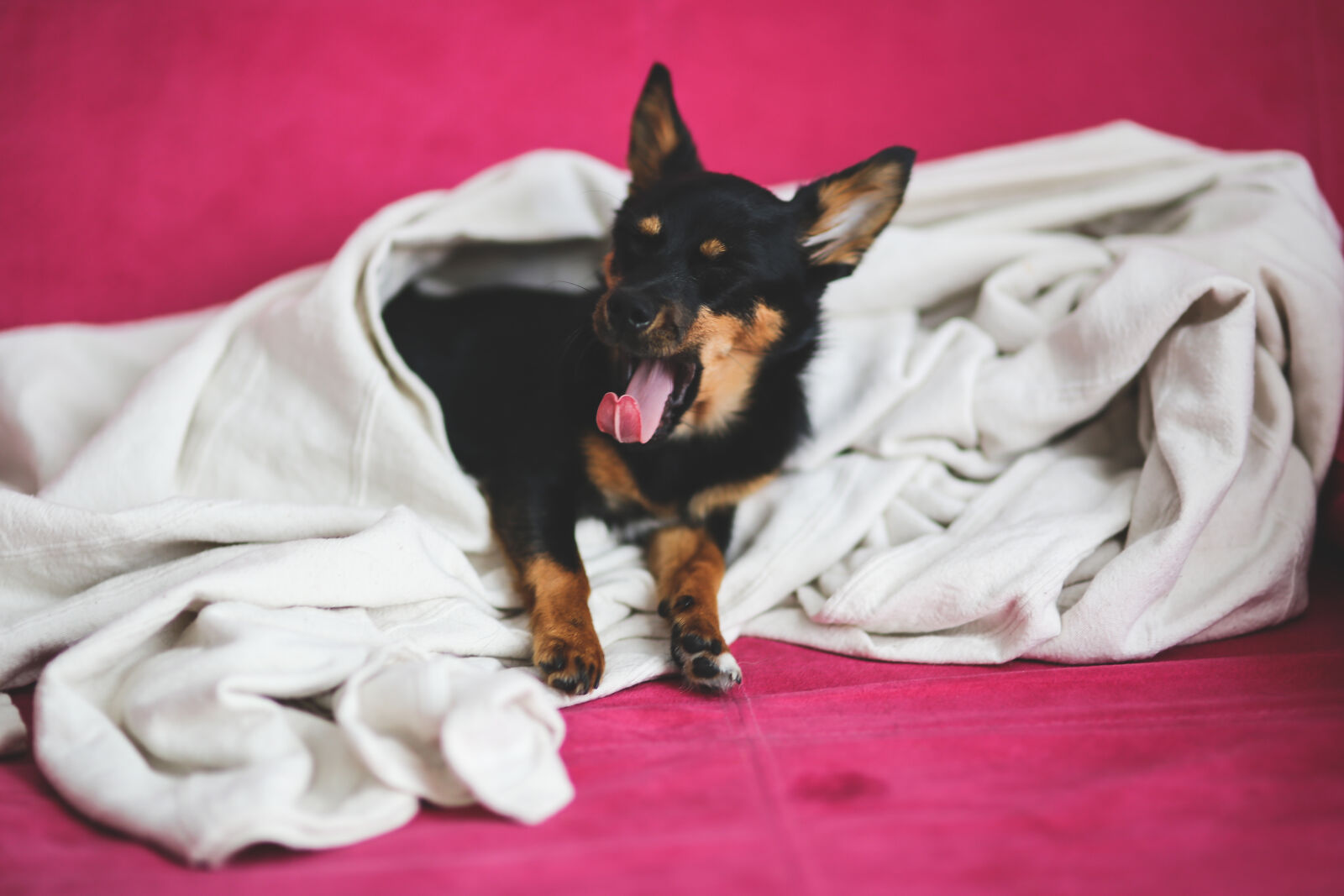 Canon EOS 6D + Sigma 85mm F1.4 EX DG HSM sample photo. Yawning, dog, under, a photography