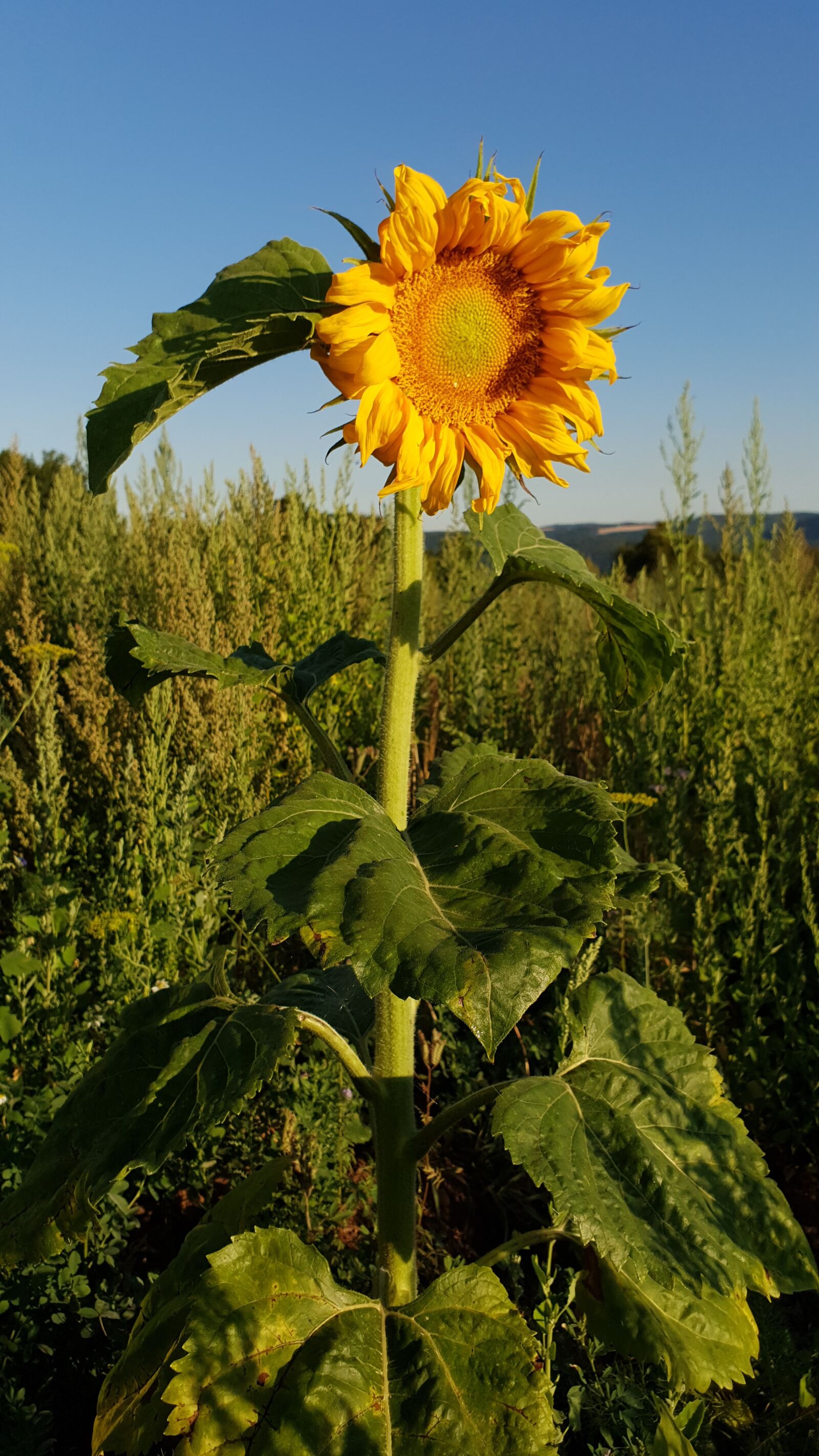 Samsung Galaxy S10+ sample photo. Sunflower, flower, plant photography