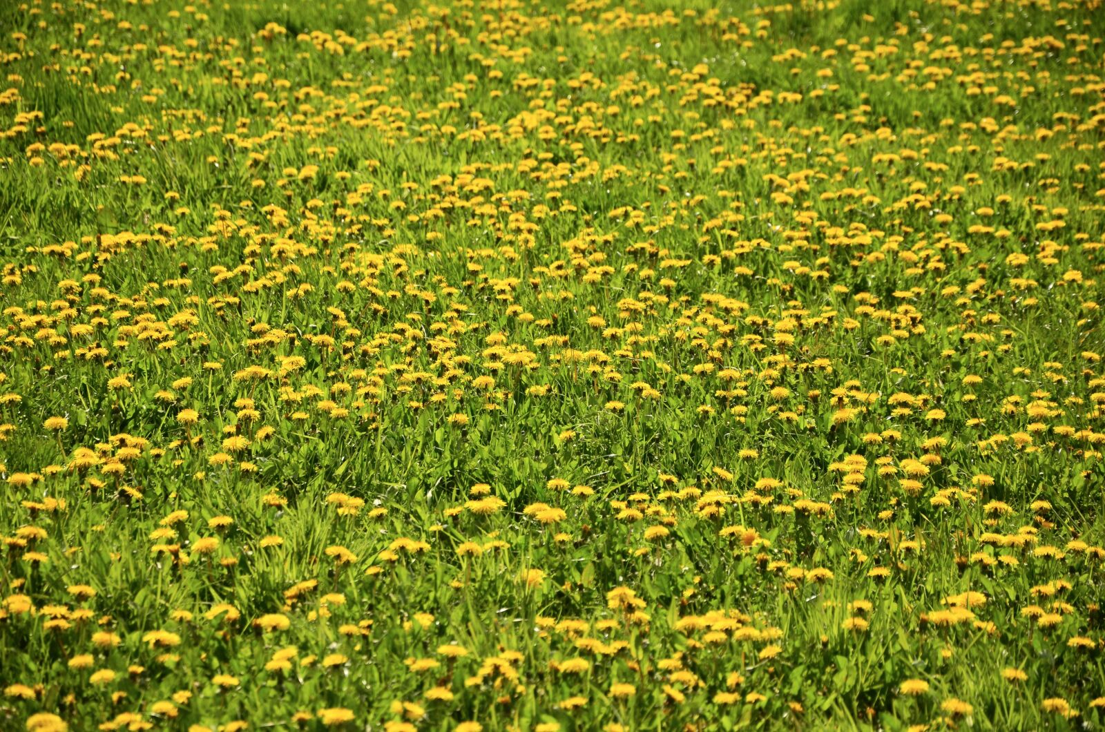 Nikon D5100 sample photo. Dandelion meadow, dandelion, meadow photography