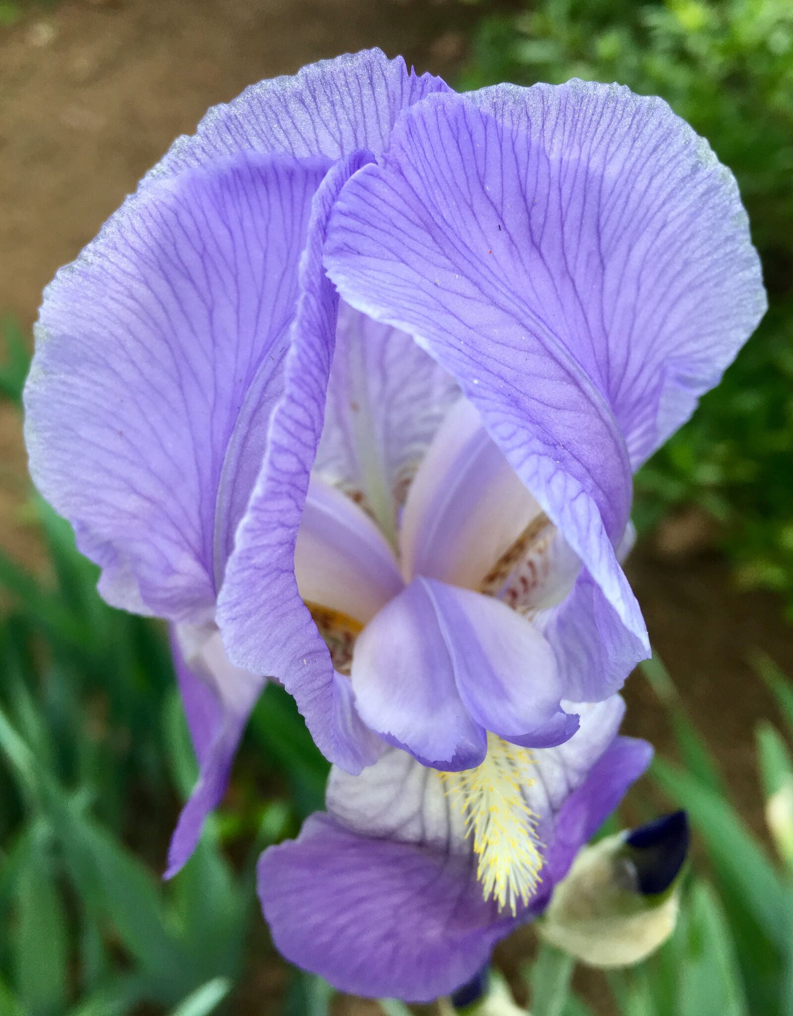 Apple iPhone 6s Plus sample photo. Flowers, springtime, iris photography