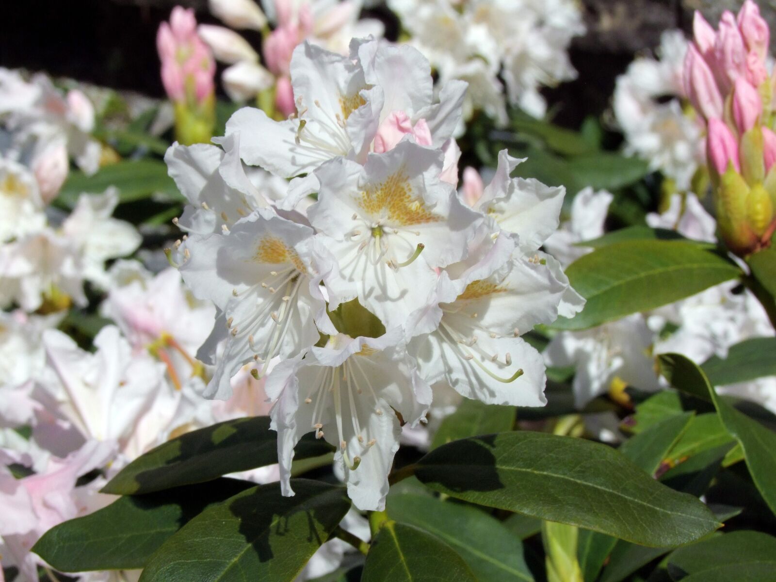 Fujifilm FinePix S100fs sample photo. Rhododendrons, rhododendron, spring photography