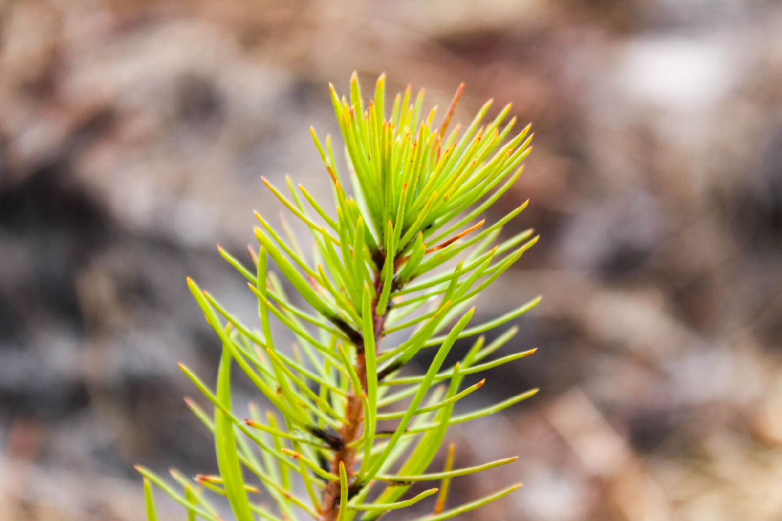Canon EOS 1300D (EOS Rebel T6 / EOS Kiss X80) sample photo. Tree, pine, forest photography