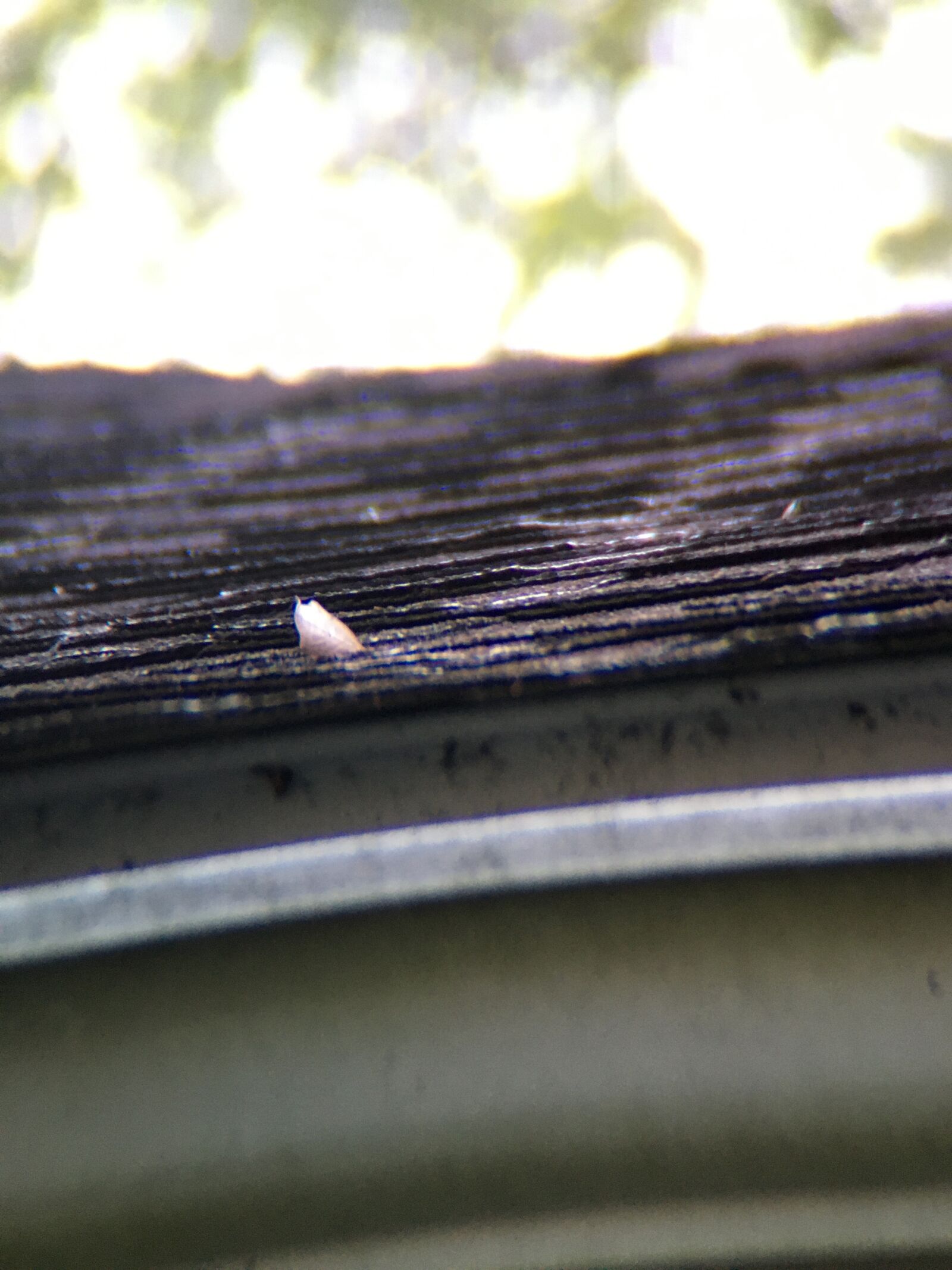 Apple iPhone 6s sample photo. Leaf, roof, gutter photography
