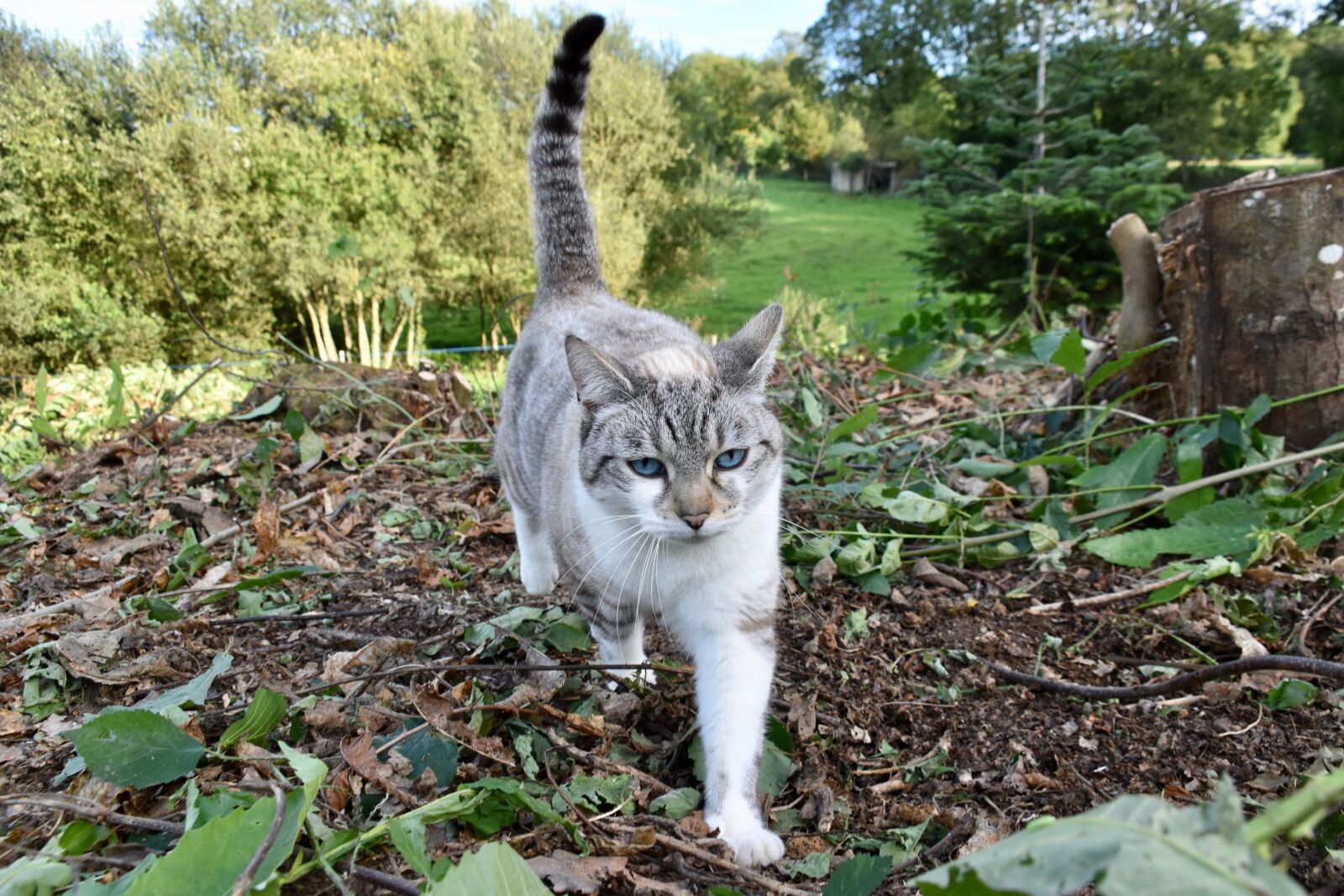 Nikon D5600 sample photo. Cat, feline, cat walking photography