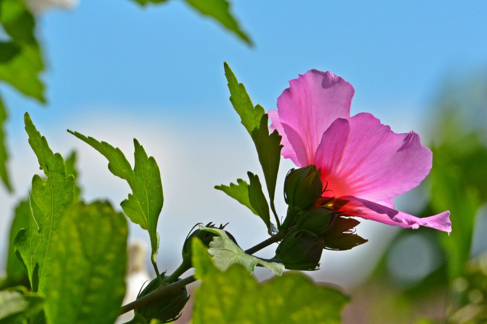 Nikon D7100 sample photo. Flowers, hibiscus, pink hibiscus photography
