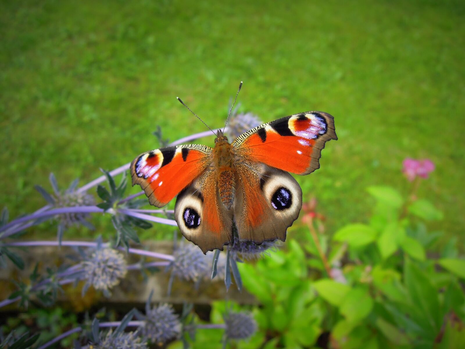 Nikon Coolpix P300 sample photo. Butterfly, animal, insect photography