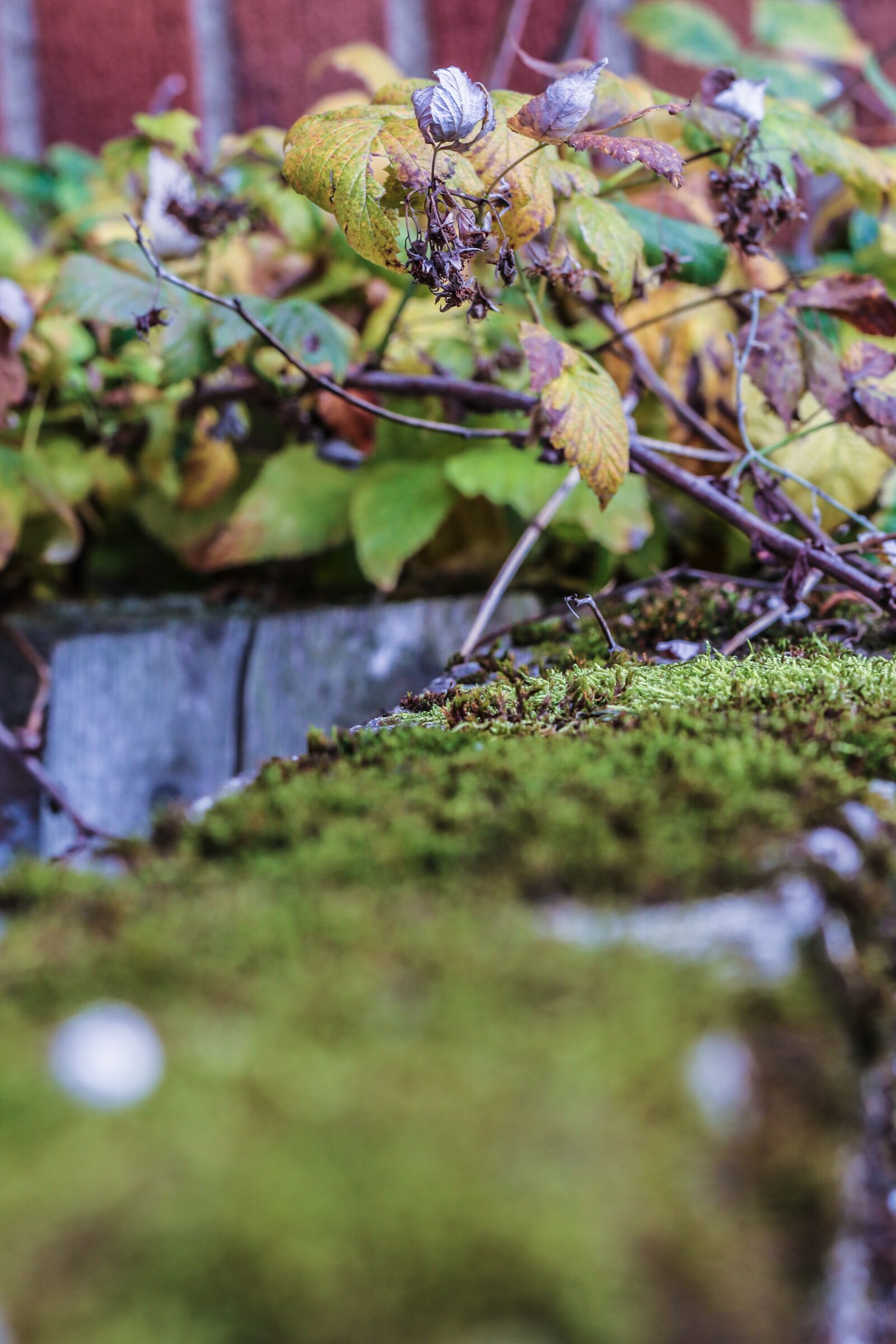 Canon EOS 7D Mark II sample photo. Moss, leaves, autumn photography