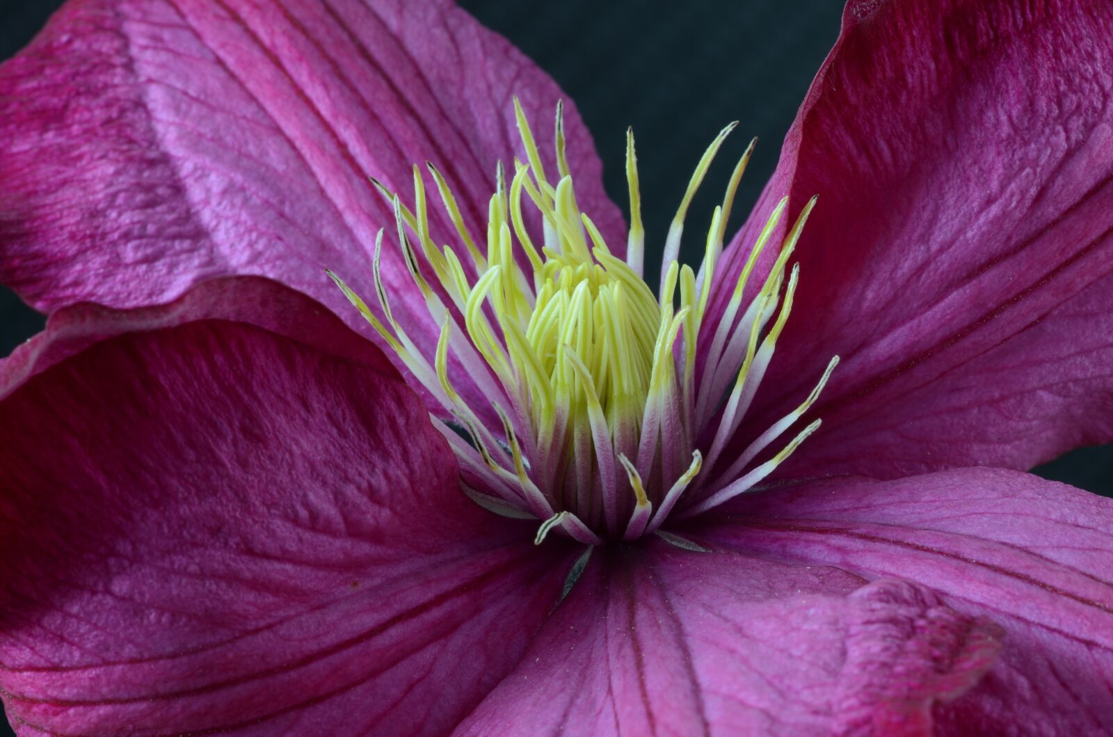 Nikon D5100 sample photo. Clematis, blossom, bloom photography
