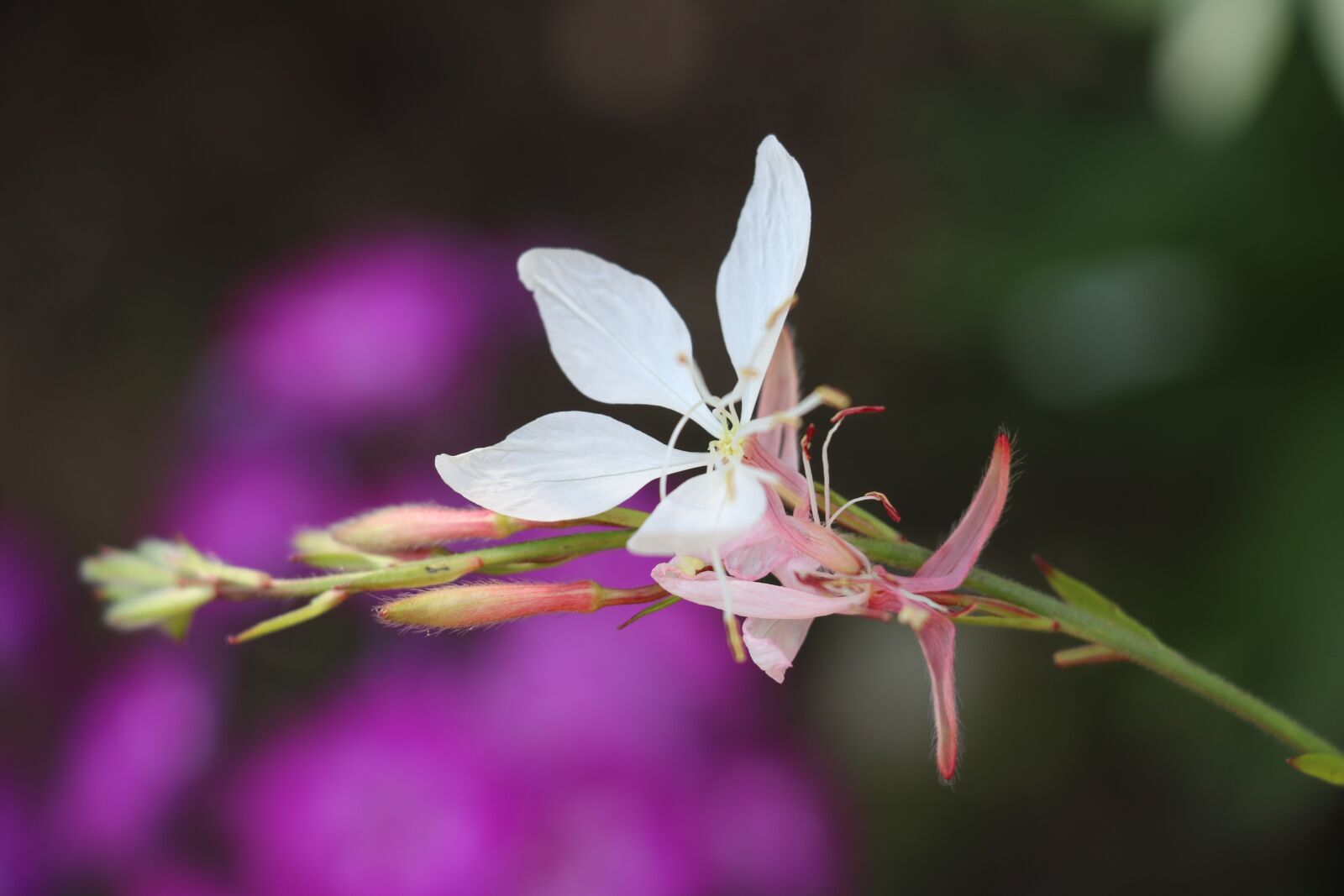 Canon EOS 750D (EOS Rebel T6i / EOS Kiss X8i) sample photo. Flower, summer, glory candle photography