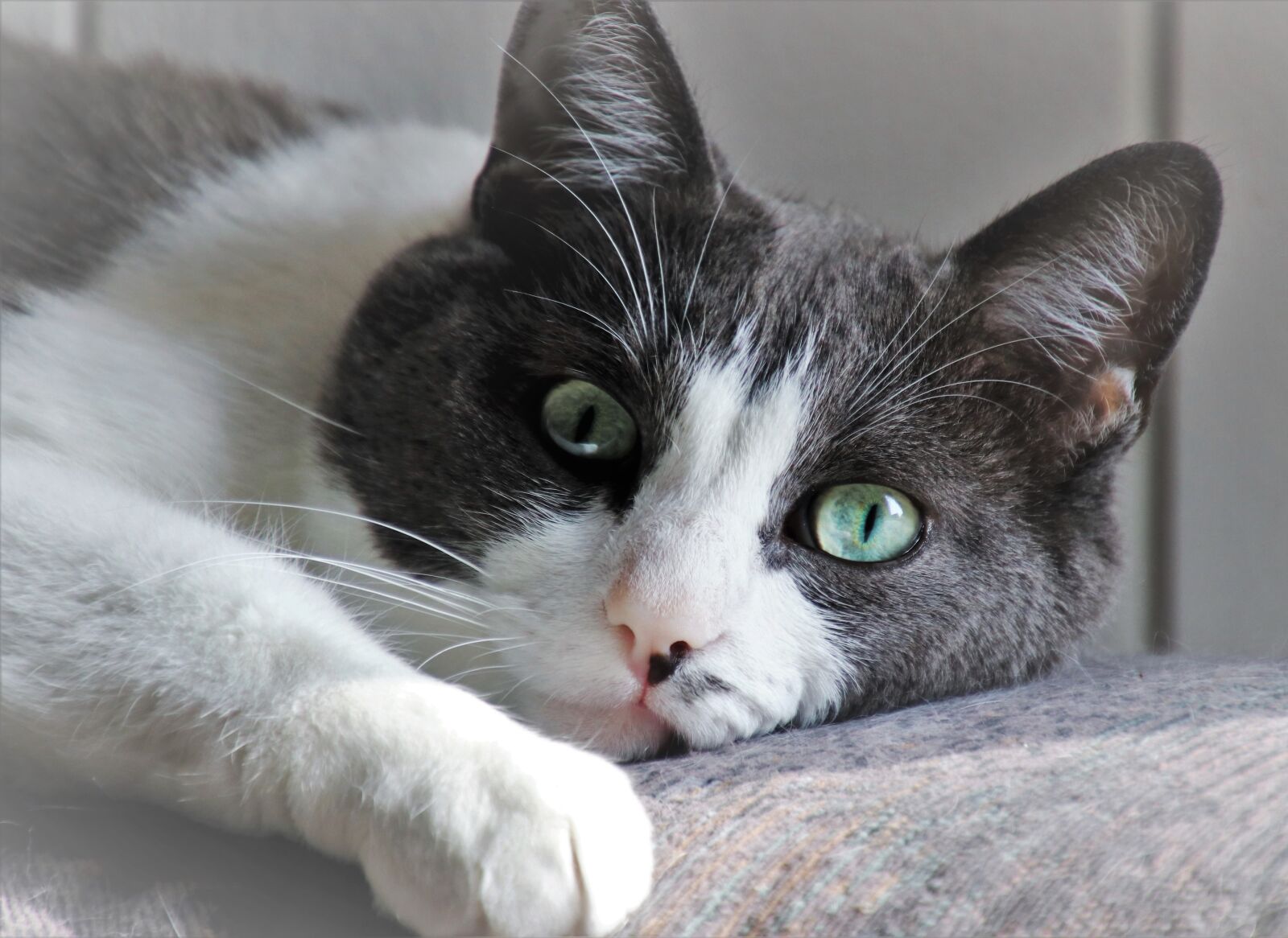 Canon EOS 80D sample photo. Tomcat, sweet, mustache photography