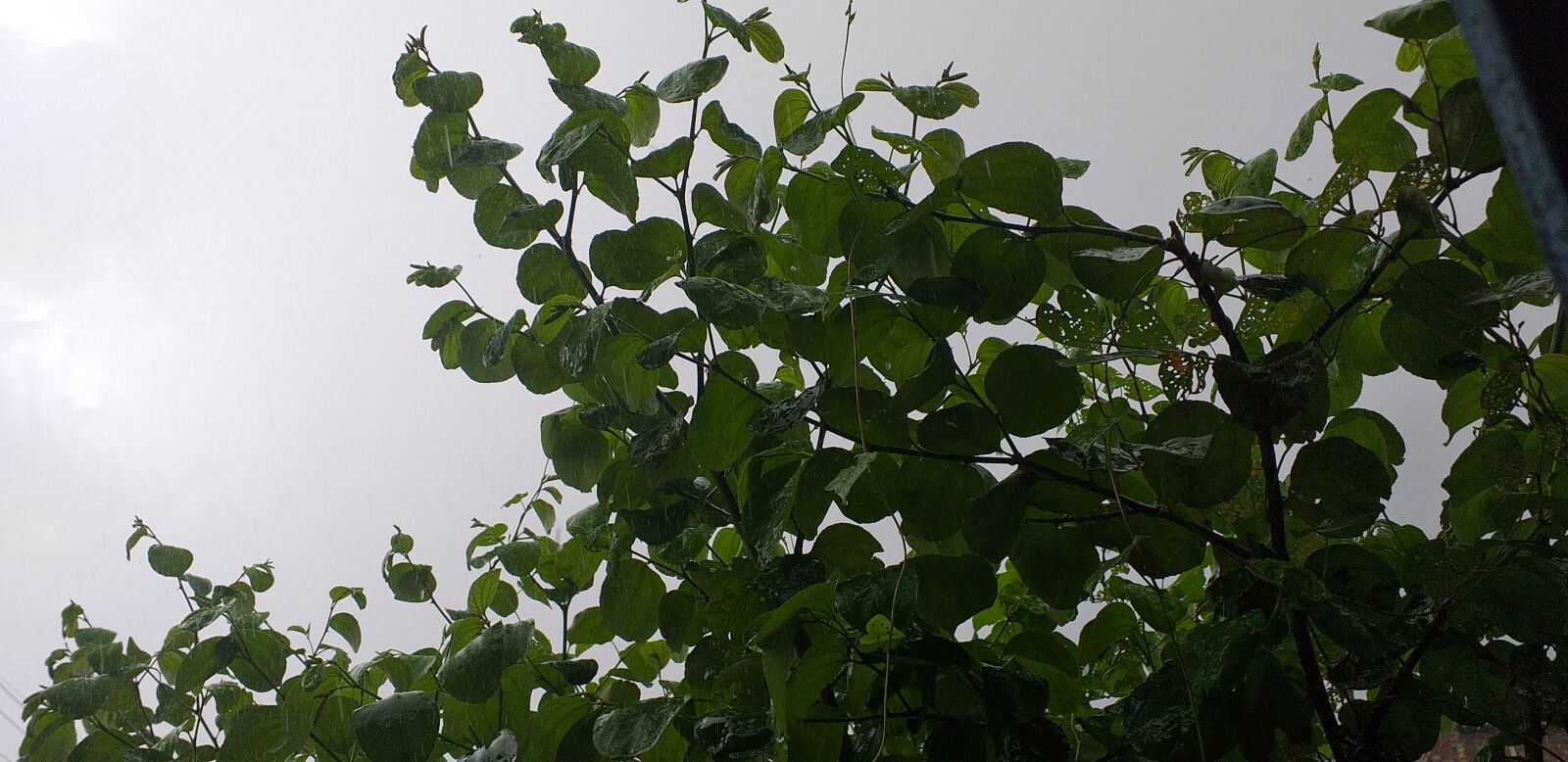 Samsung Galaxy J4+ sample photo. Green, green tree, cloud photography