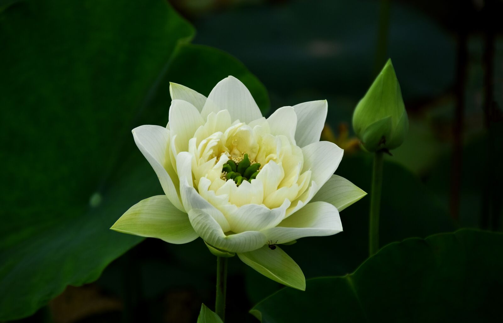 Nikon D7200 sample photo. Golden lotus, blooming, flower photography