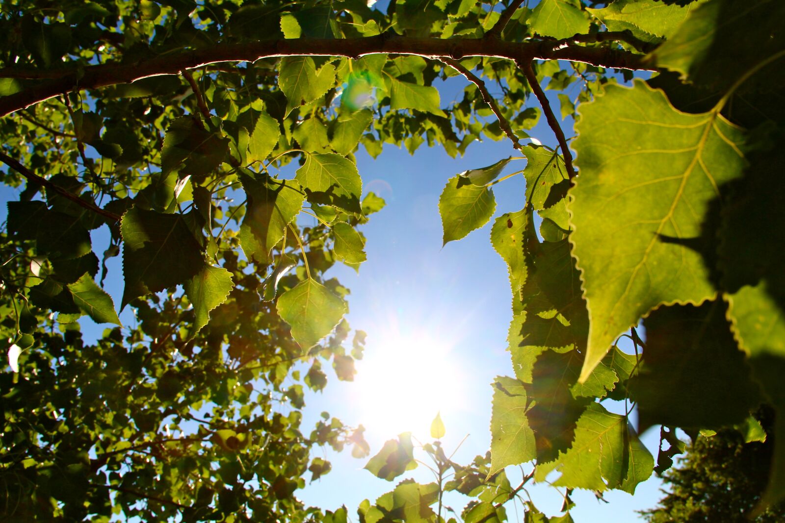 Canon EOS 650D (EOS Rebel T4i / EOS Kiss X6i) sample photo. Summer, trees, leaves photography