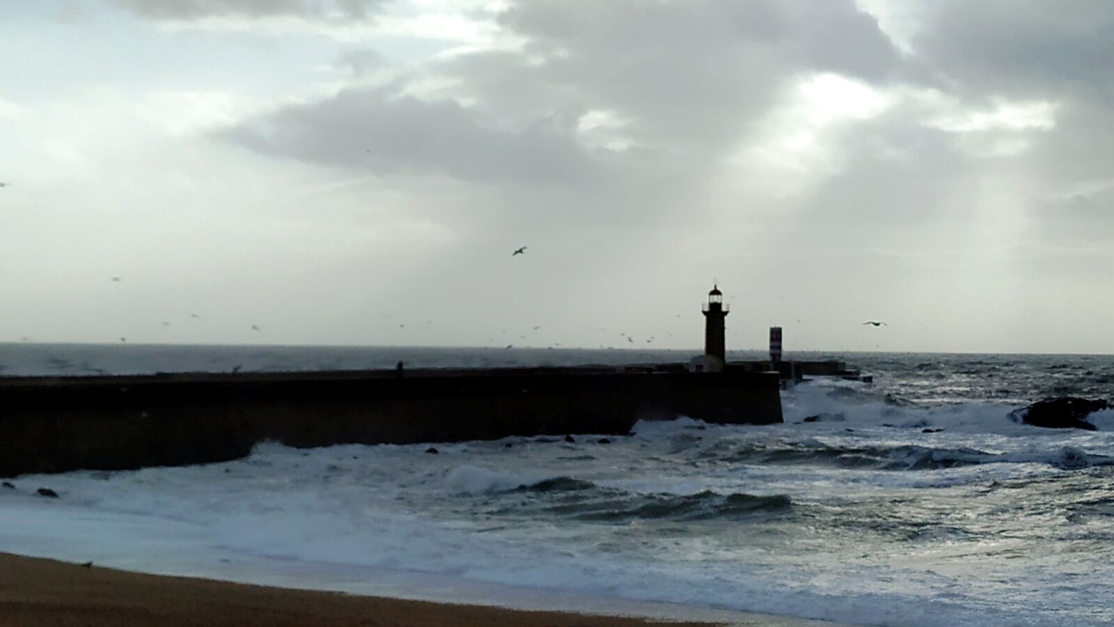 Xiaomi Mi A2 sample photo. Porto, portugal, birds over photography