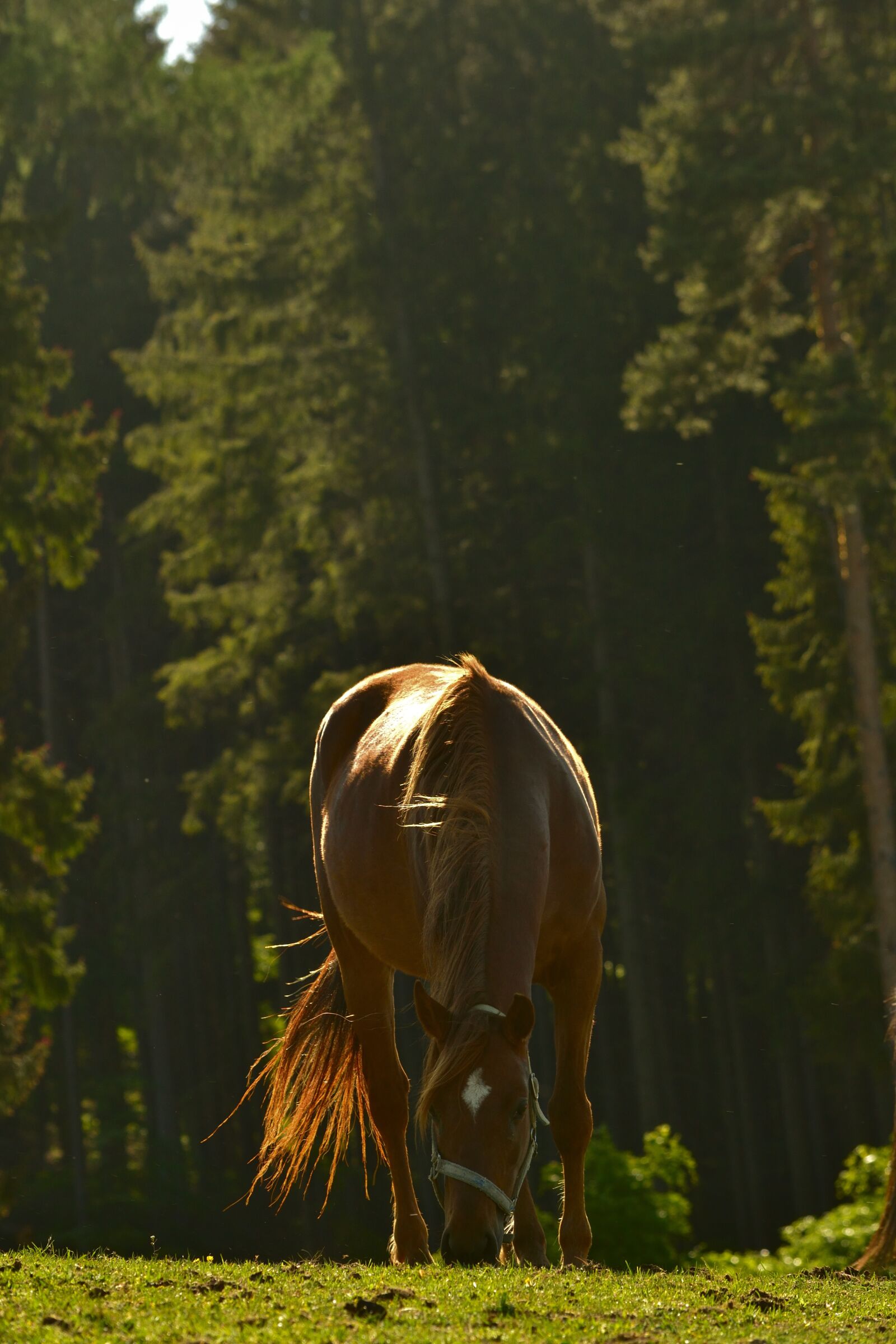 Nikon D3100 sample photo. Horse, animal, nature photography