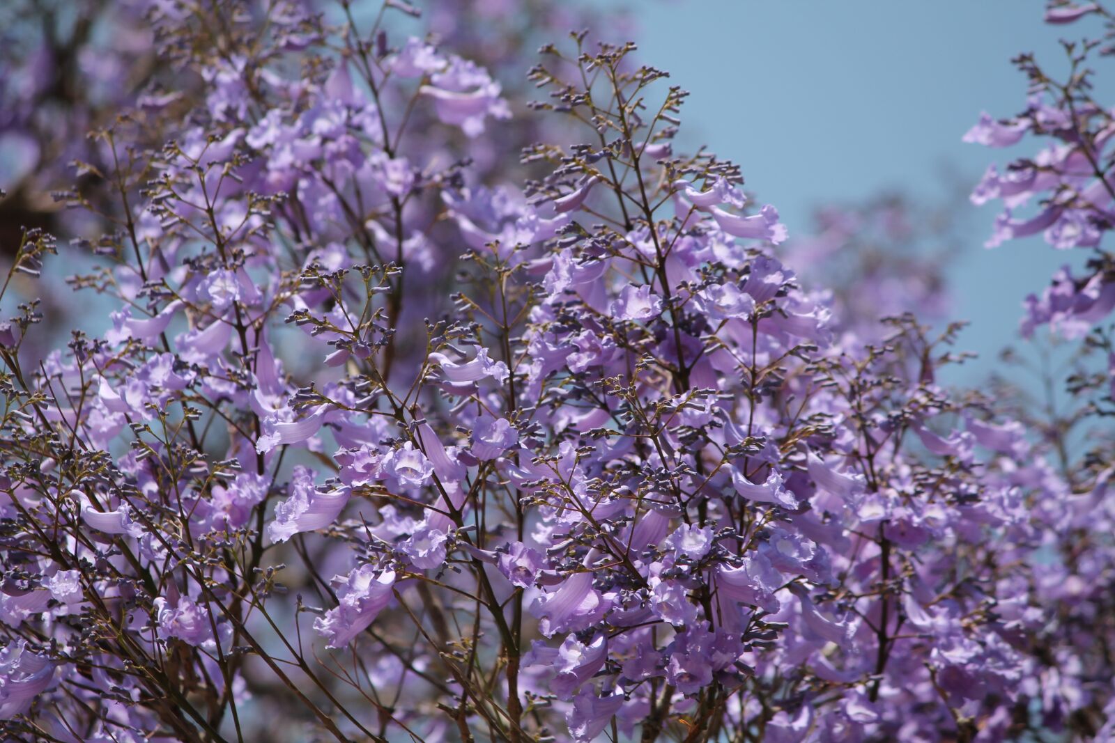 Canon EOS 1100D (EOS Rebel T3 / EOS Kiss X50) sample photo. Nature, purple, jacaranda tree photography