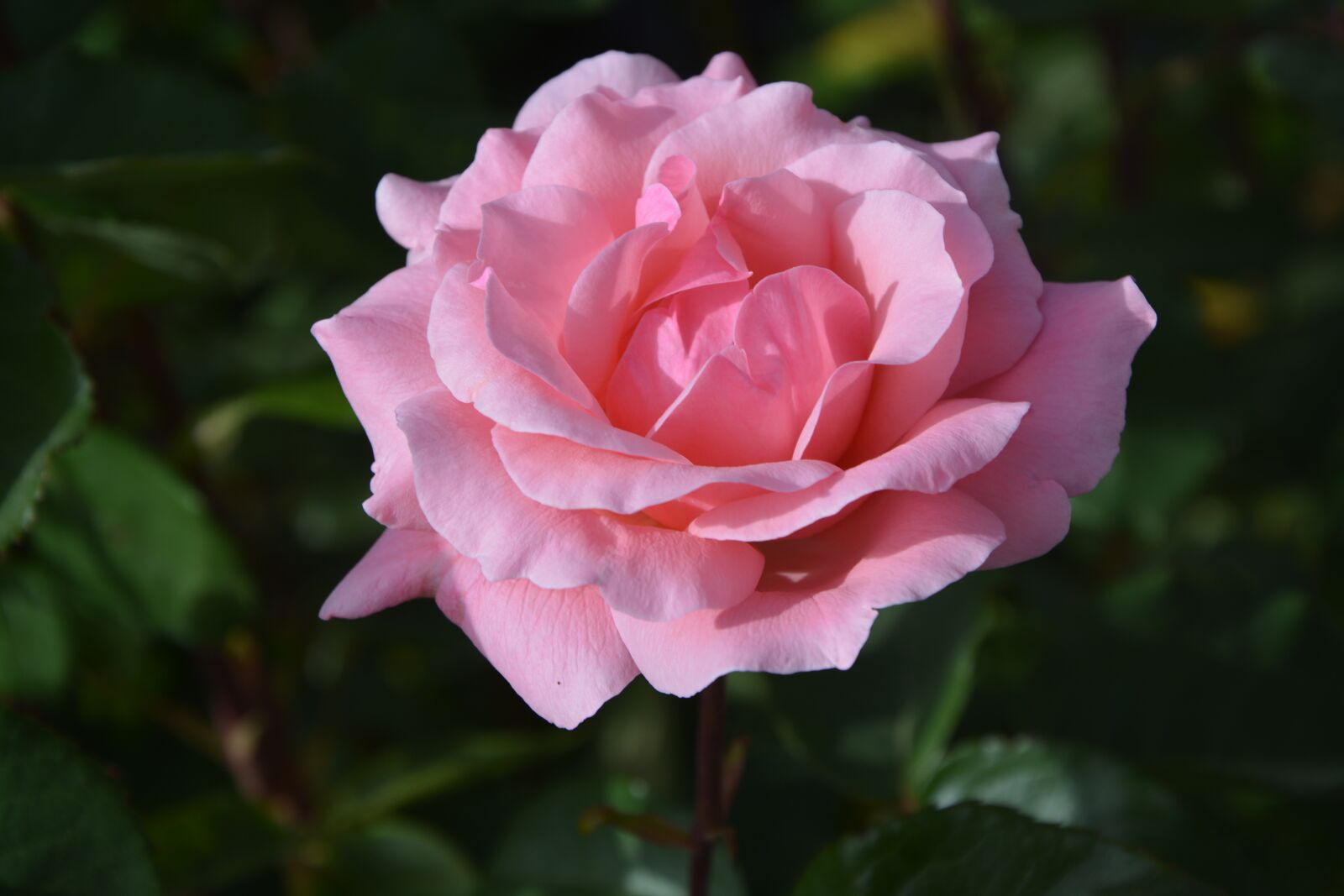 Nikon D5200 sample photo. Pink, rosebush, petals photography