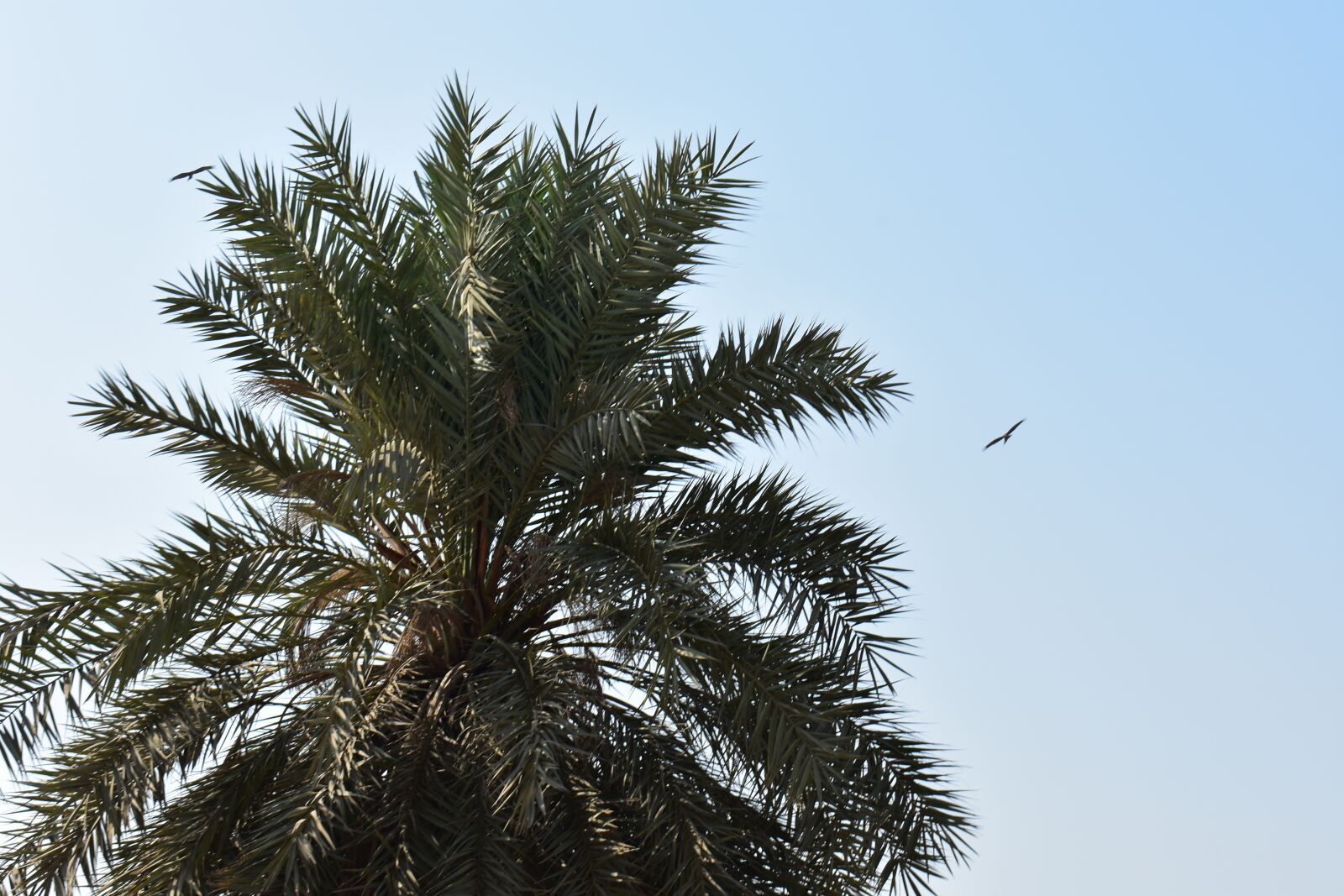 Nikon D3400 sample photo. Palm, palm tree, beach photography