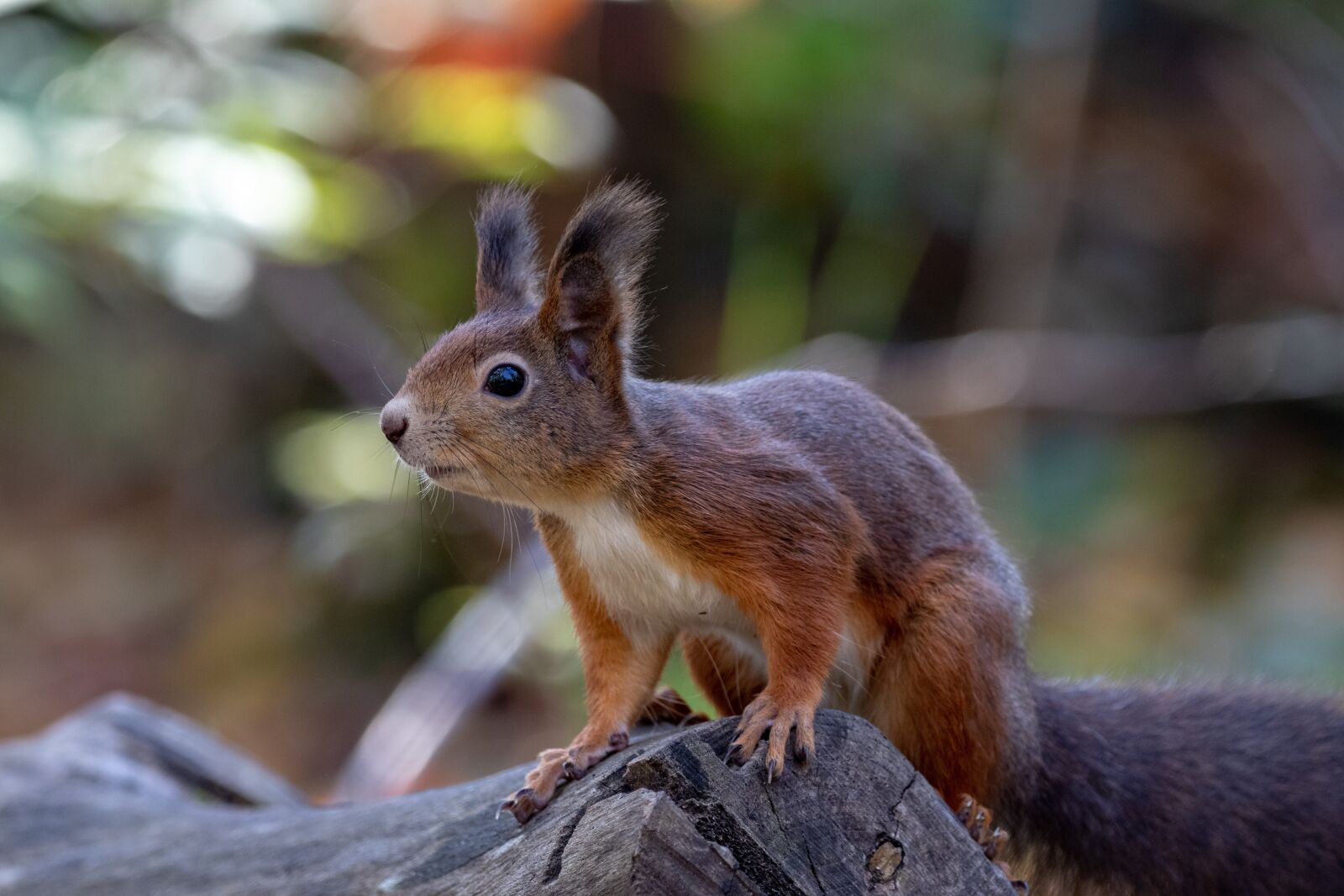 150-600mm F5-6.3 DG OS HSM | Contemporary 015 sample photo. Squirrel, wildlife, animal photography