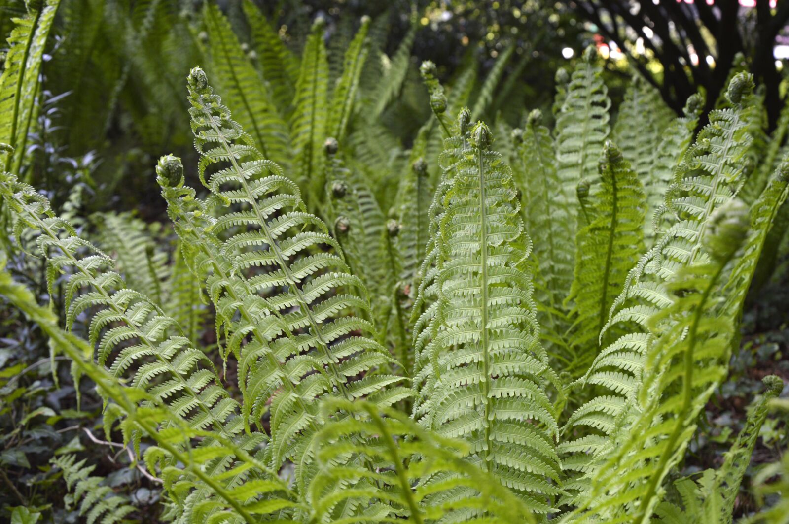 Nikon D3200 sample photo. Fern, plant, green photography