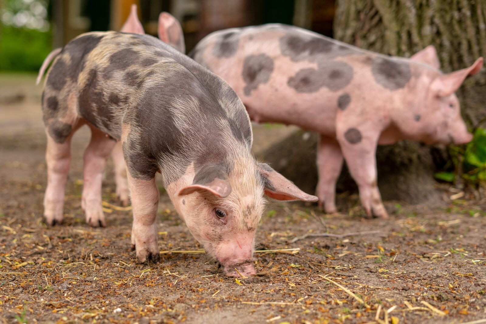 Sony a7 + Sony FE 50mm F1.8 sample photo. Pig, big, piglet photography