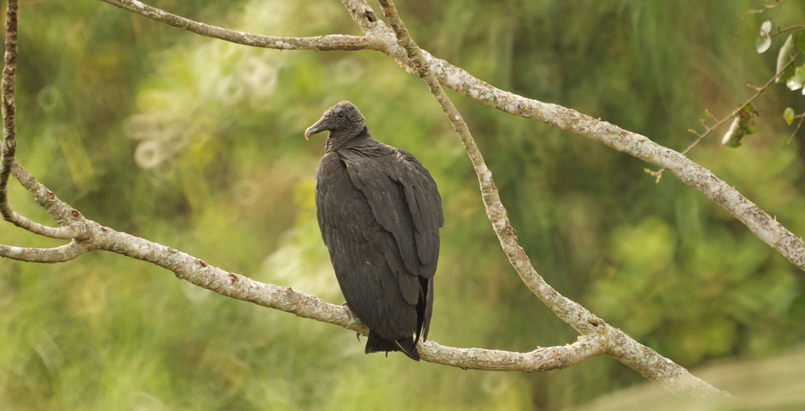 Sony Alpha DSLR-A390 sample photo. Ave, bird, gallinazo photography