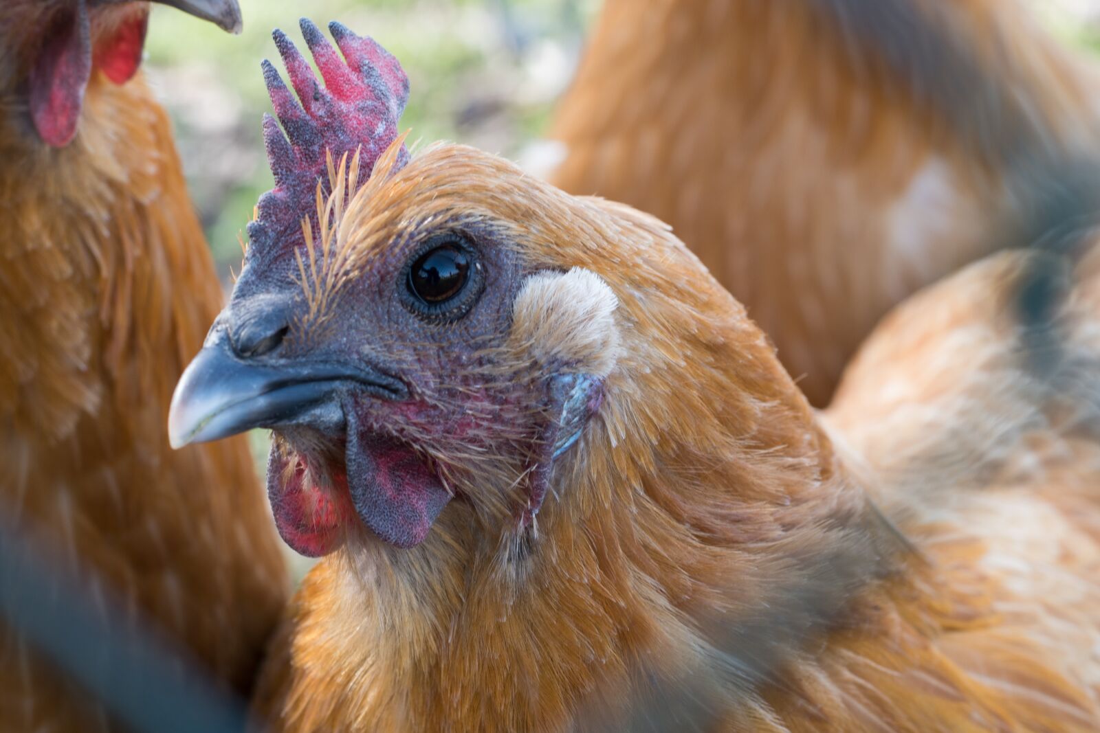 Nikon D5500 sample photo. Hen, chicken, close up photography