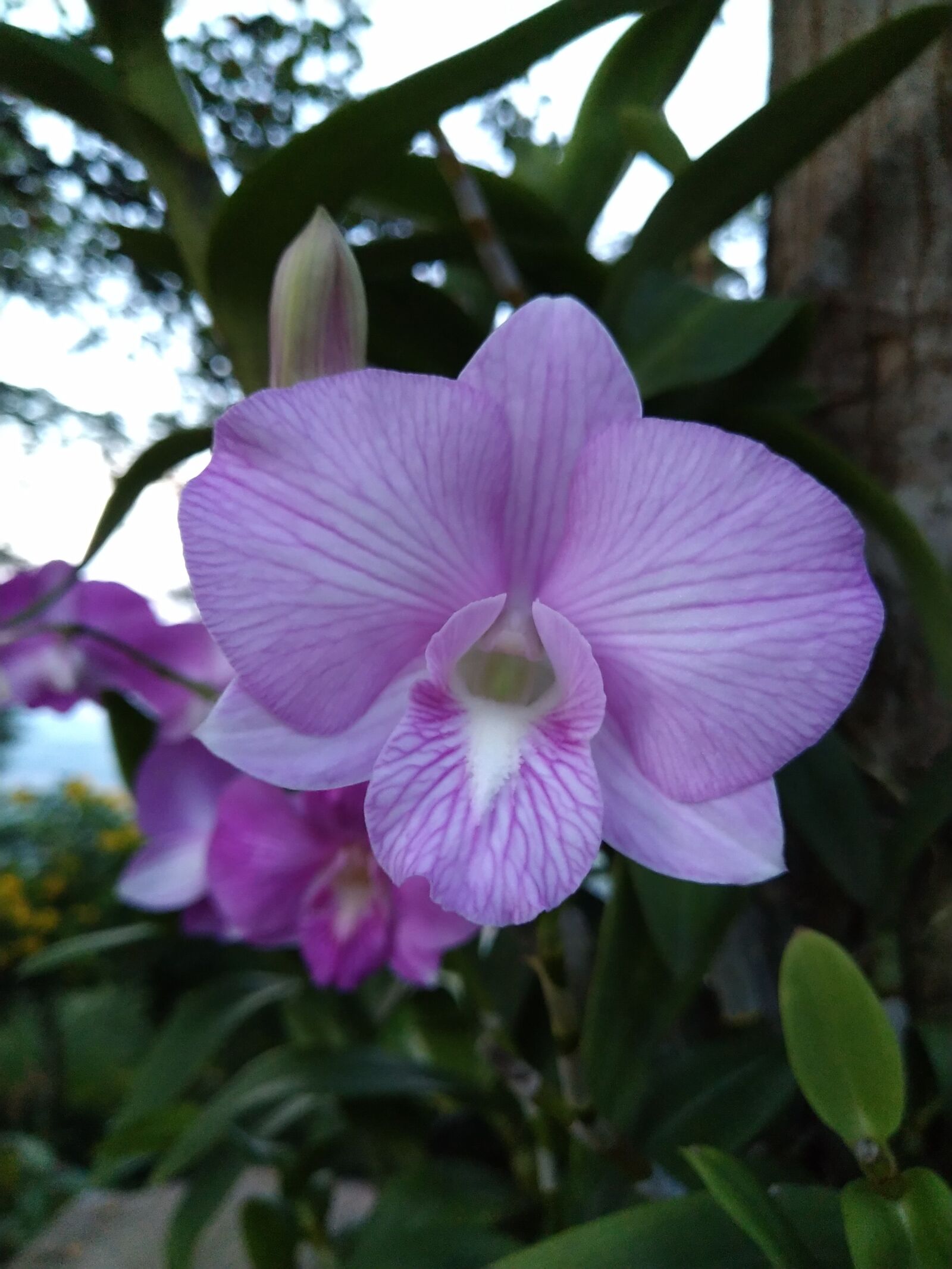 ASUS X01BDA sample photo. Orchids, ornamental plants, pink photography