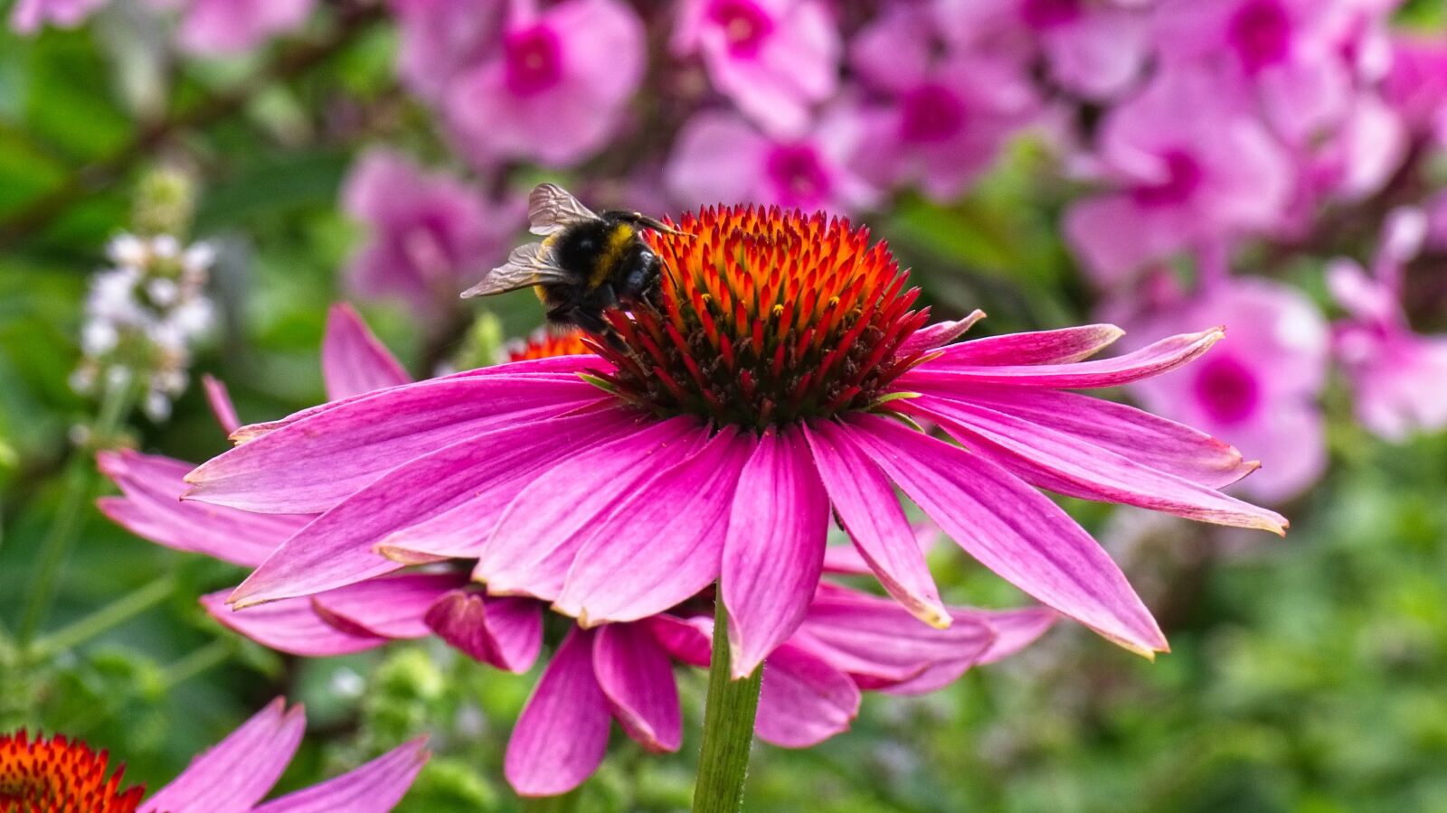 Nikon D7100 sample photo. Coneflower, echinacea, flower photography