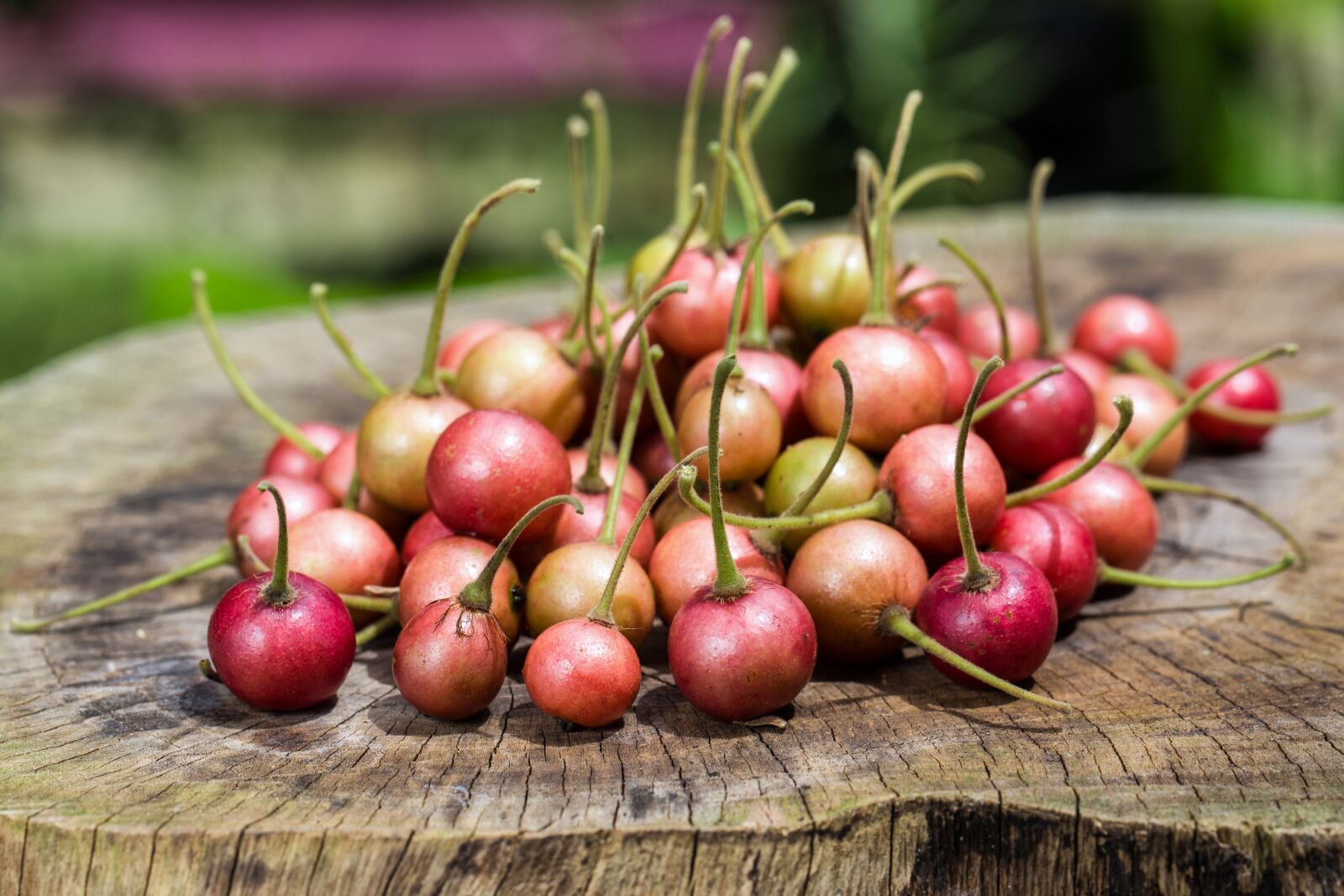 Canon EF 100mm F2.8L Macro IS USM sample photo. Cherry, fruit, fresh photography