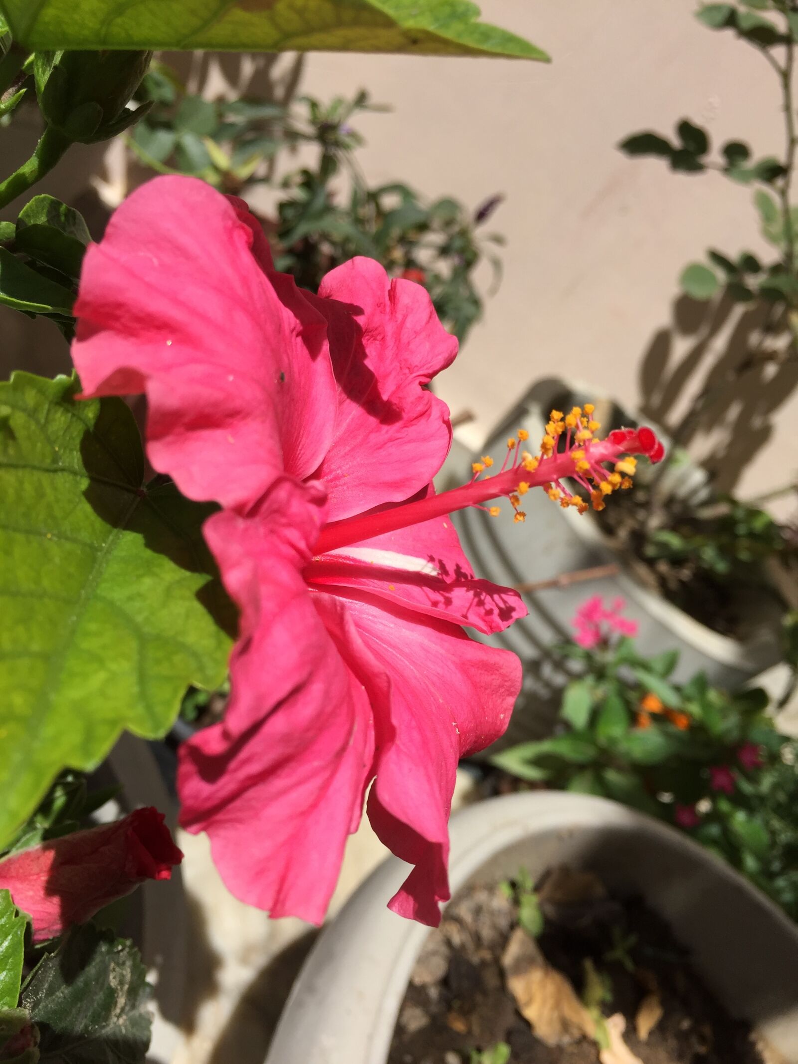 Apple iPhone 6 sample photo